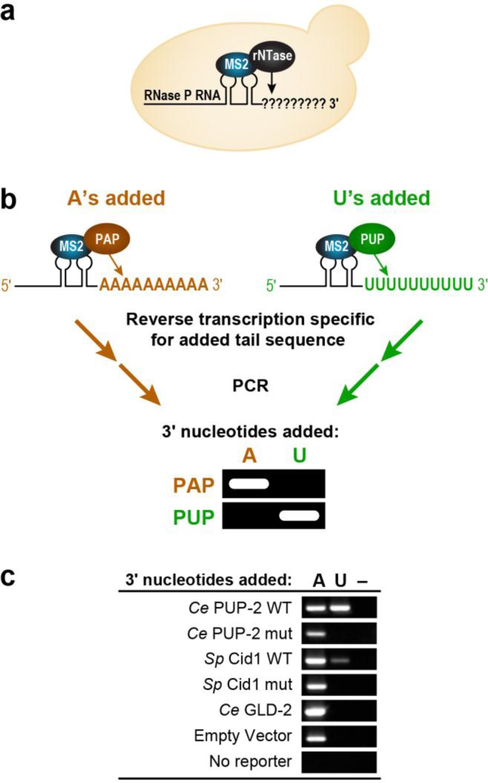 Supplementary Figure 1