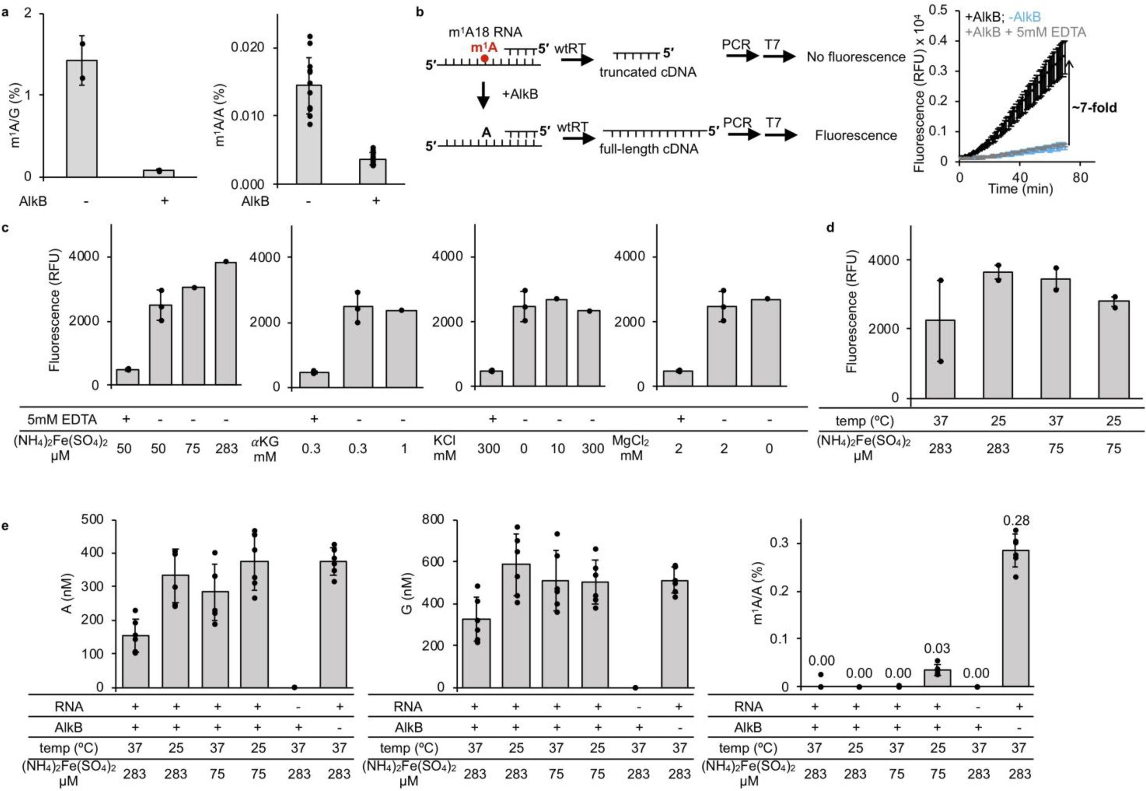 Supplementary Figure 5: Biochemical assays and optimization of demethylation activity of purified AlkB enzyme against m1A.