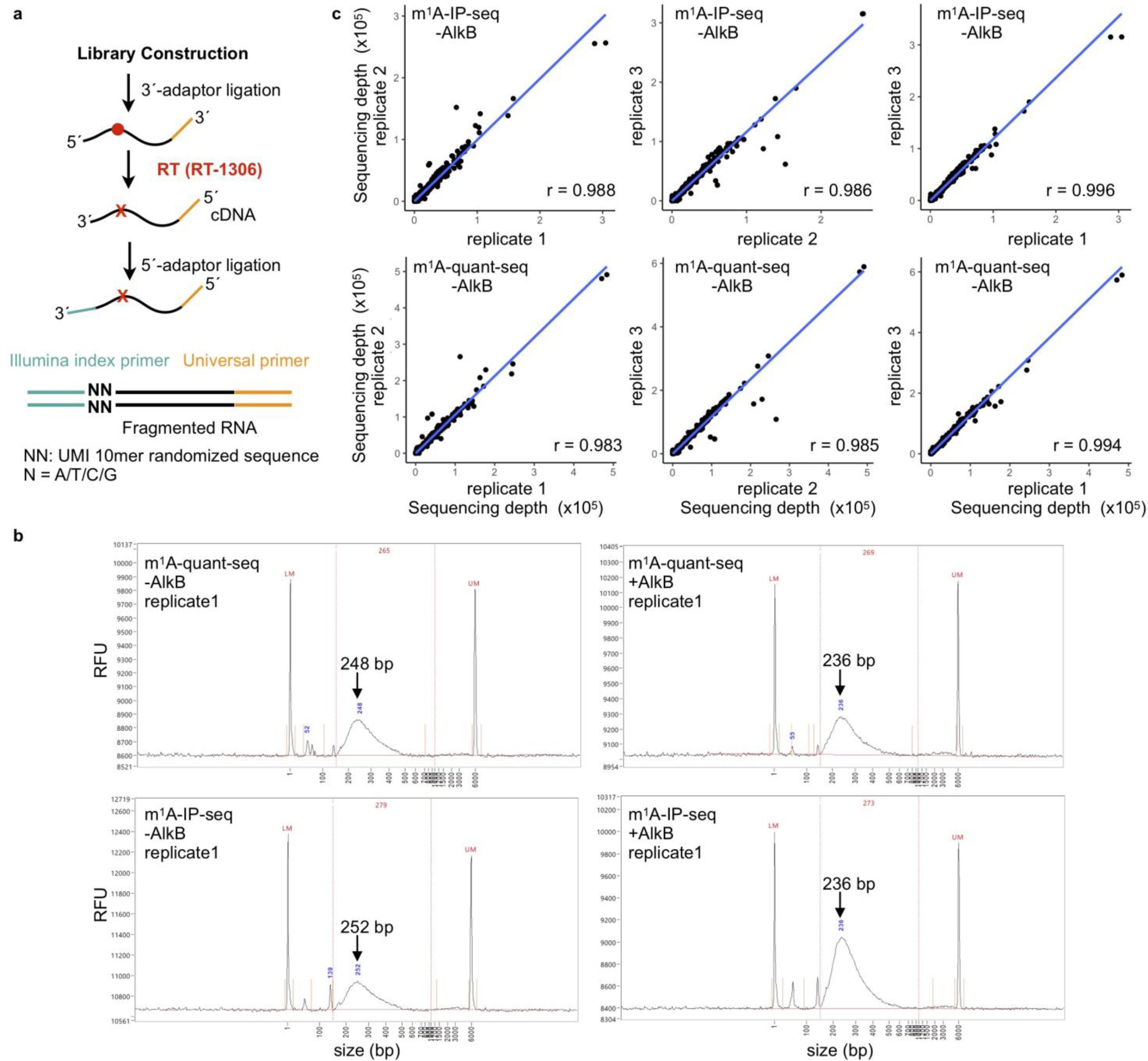Supplementary Figure 6: Schematics and quality control of m1A-IP-seq and m1A-quant-seq libraries.