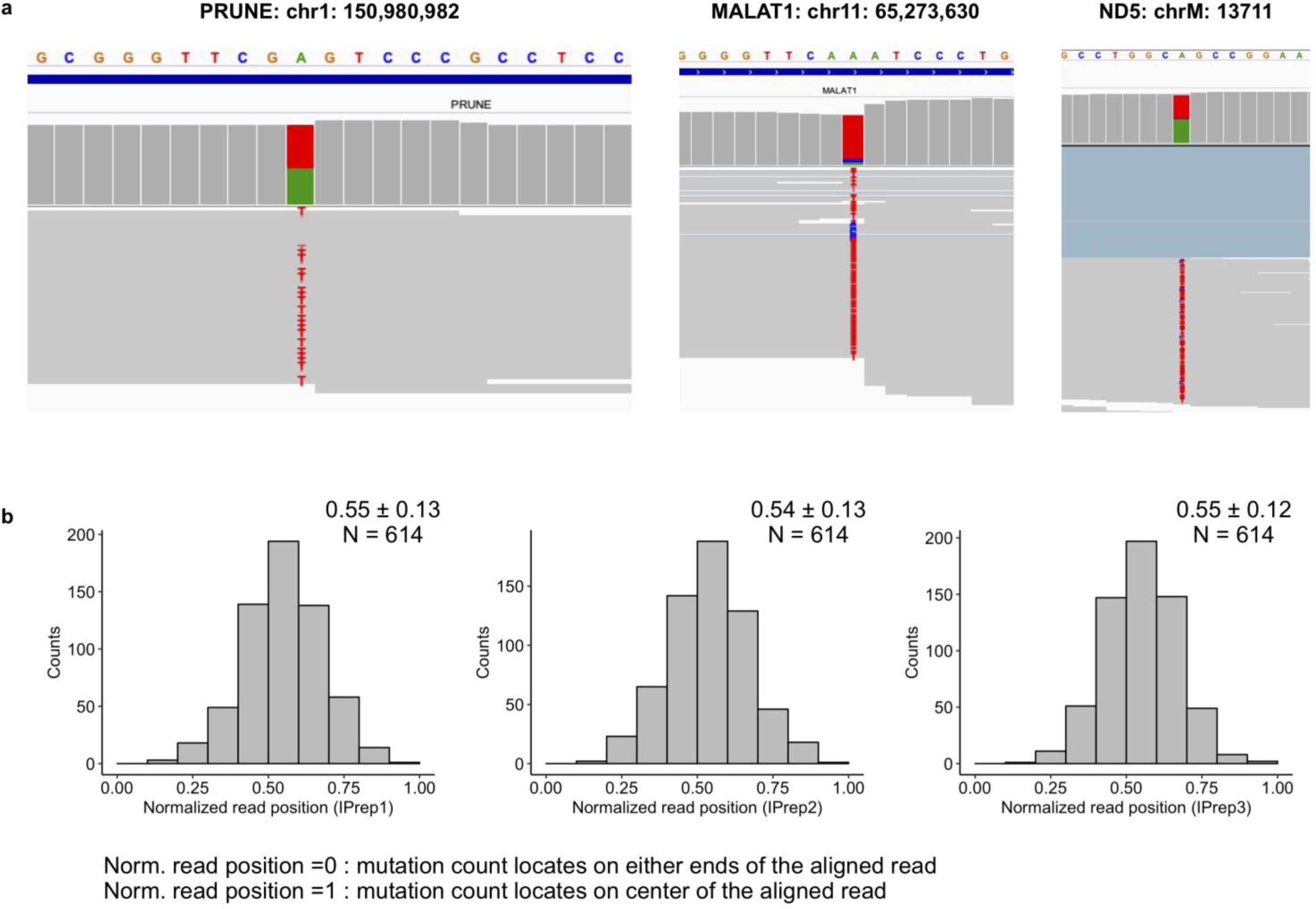 Supplementary Figure 7: Location of mutation signatures within aligned reads.