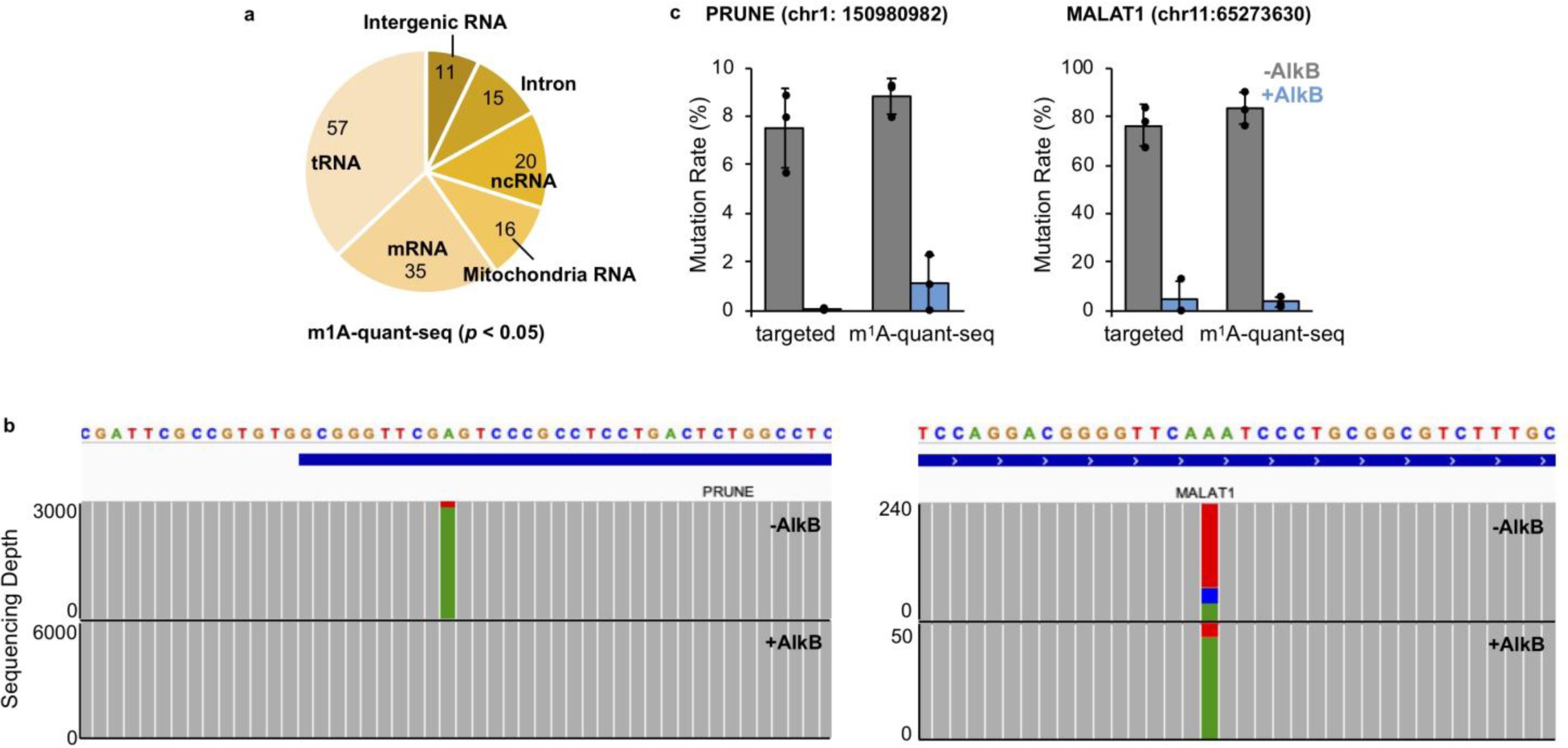 Supplementary Figure 11: Comparisons of mutation signatures captured by targeted library and m1A-quant-seq.