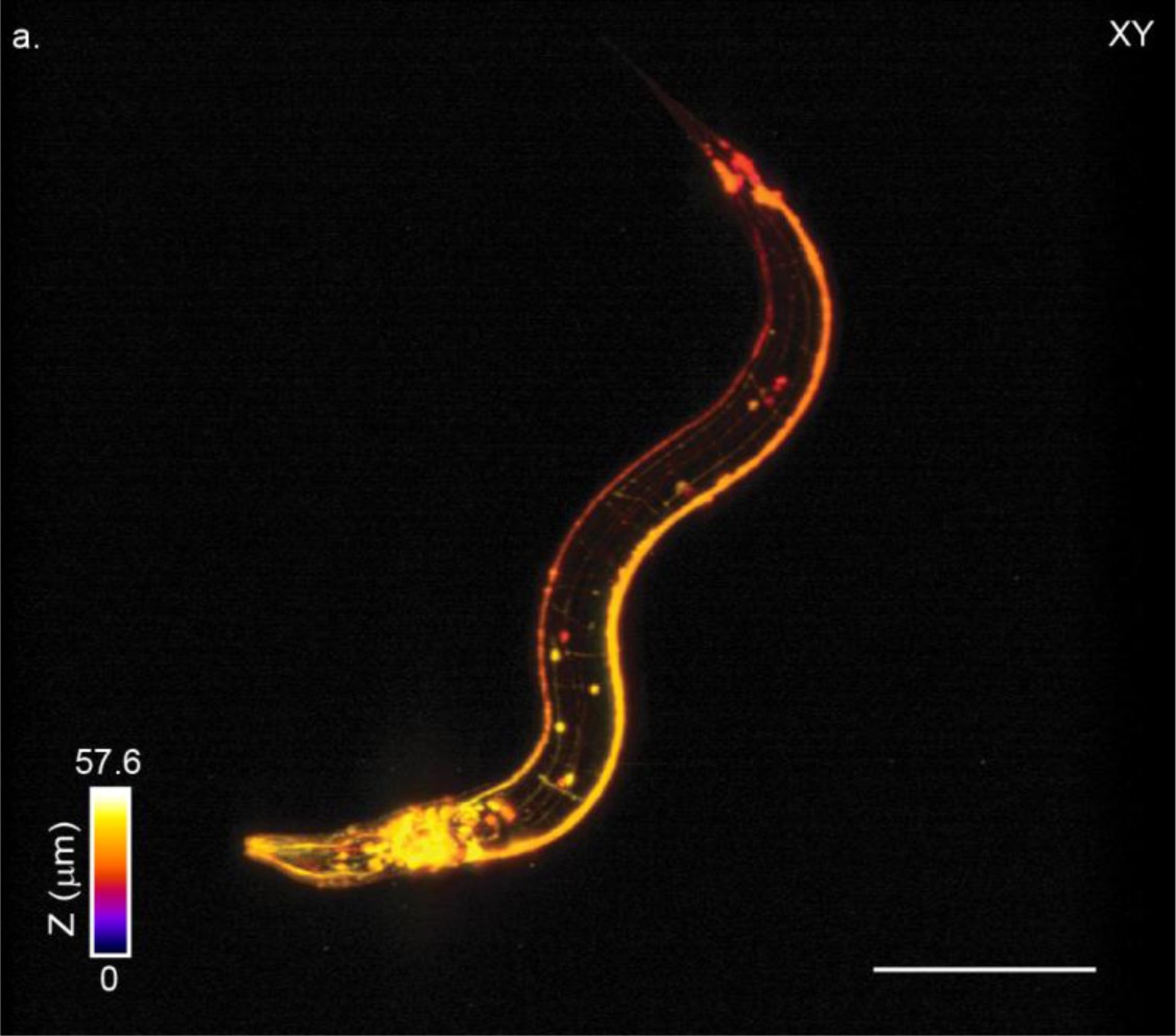 Supplementary Figure 3