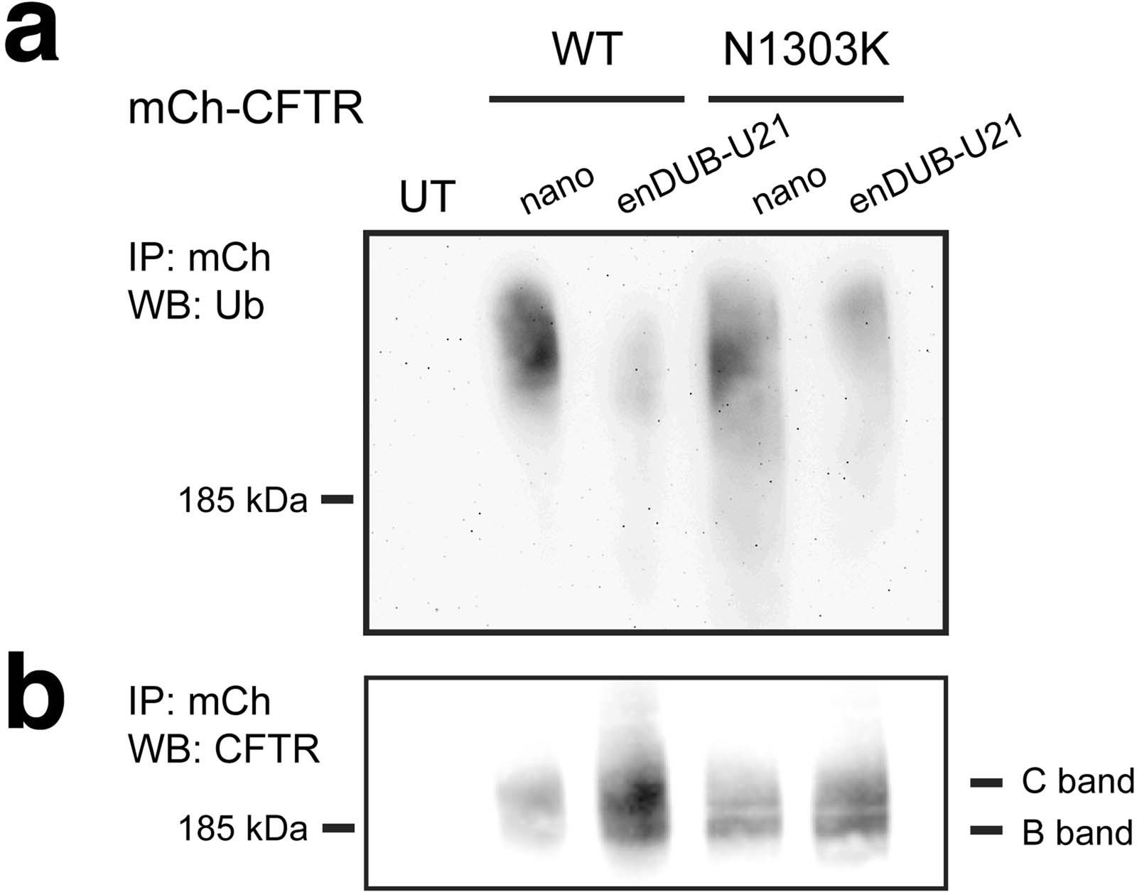 Extended Data Fig. 8: enDUB-U21CF.E3h deubiquitinates WT CFTR and N1303K.