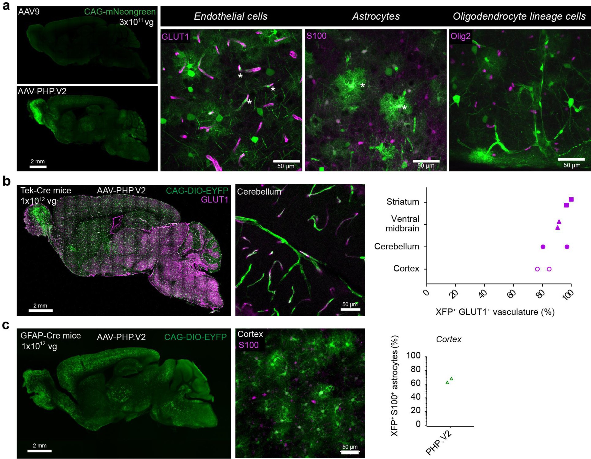 Supplementary Figure 5: AAV-PHP.V2 Variant Exhibits Biased Transduction Towards Brain Vascular Cells.