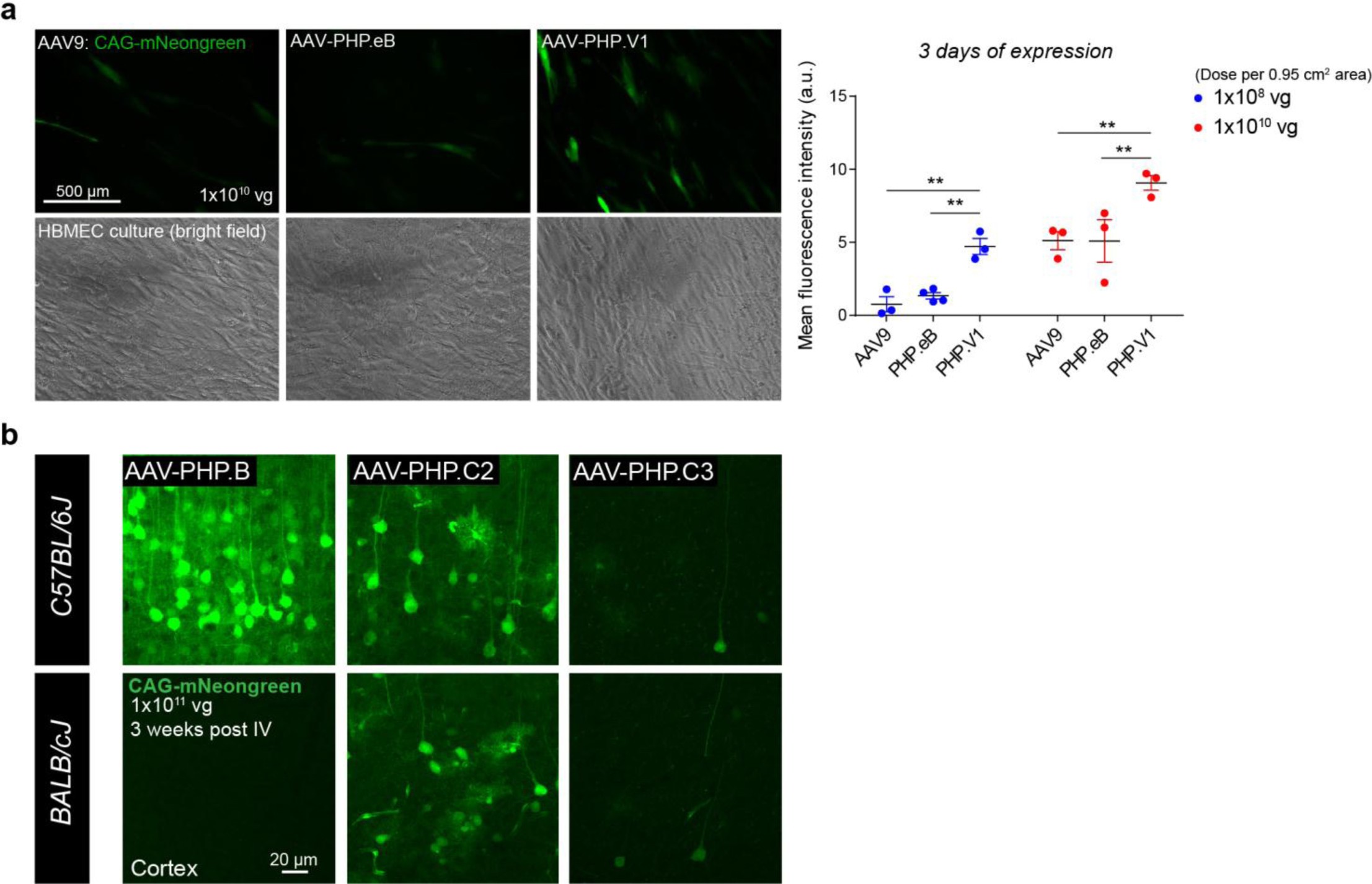 Supplementary Figure 8: Investigation of AAV-PHP Variants Across Different Mouse Strains and In Vitro Human Brain Microvascular Endothelial Cells.