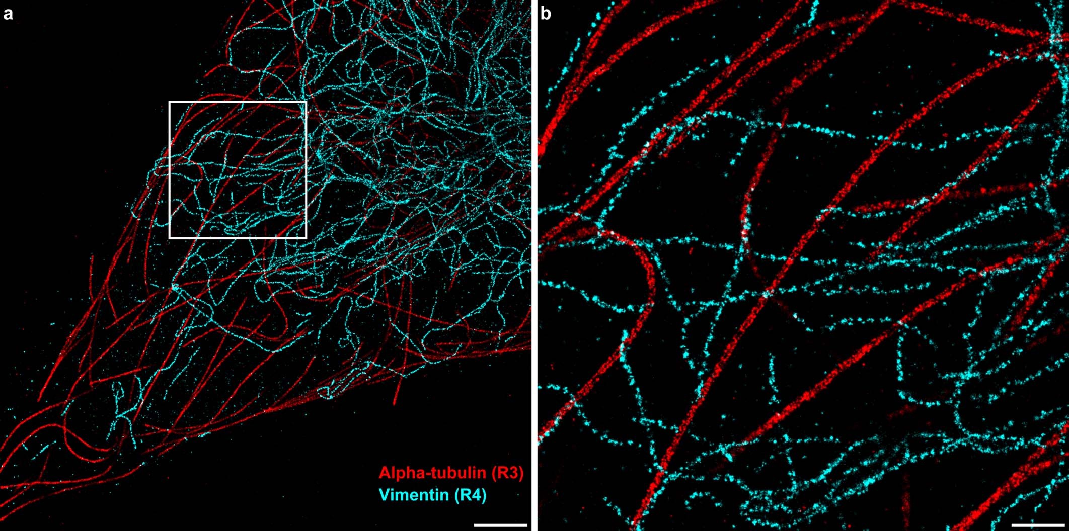 Extended Data Fig. 8: Two-round Exchange-PAINT alpha-tubulin and vimentin imaging.