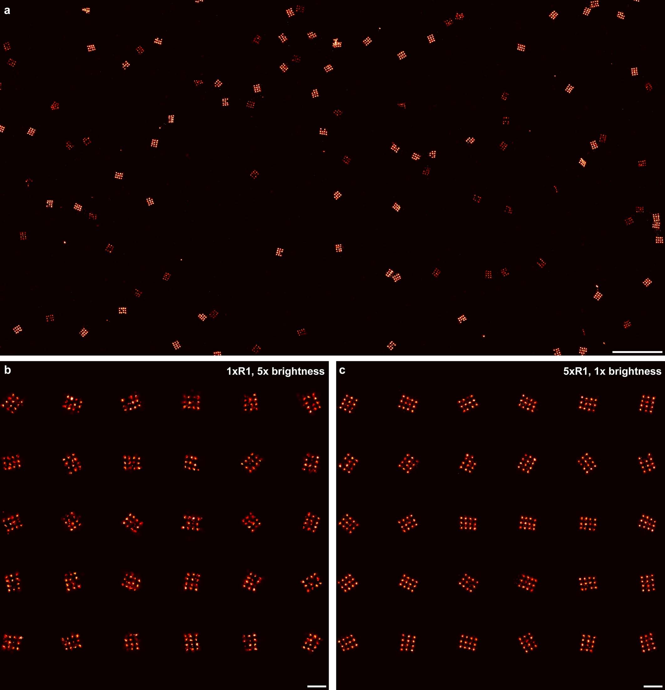Extended Data Fig. 1: Imaging of 20-nm grids with 1xR1 and 5xR1 docking sites.