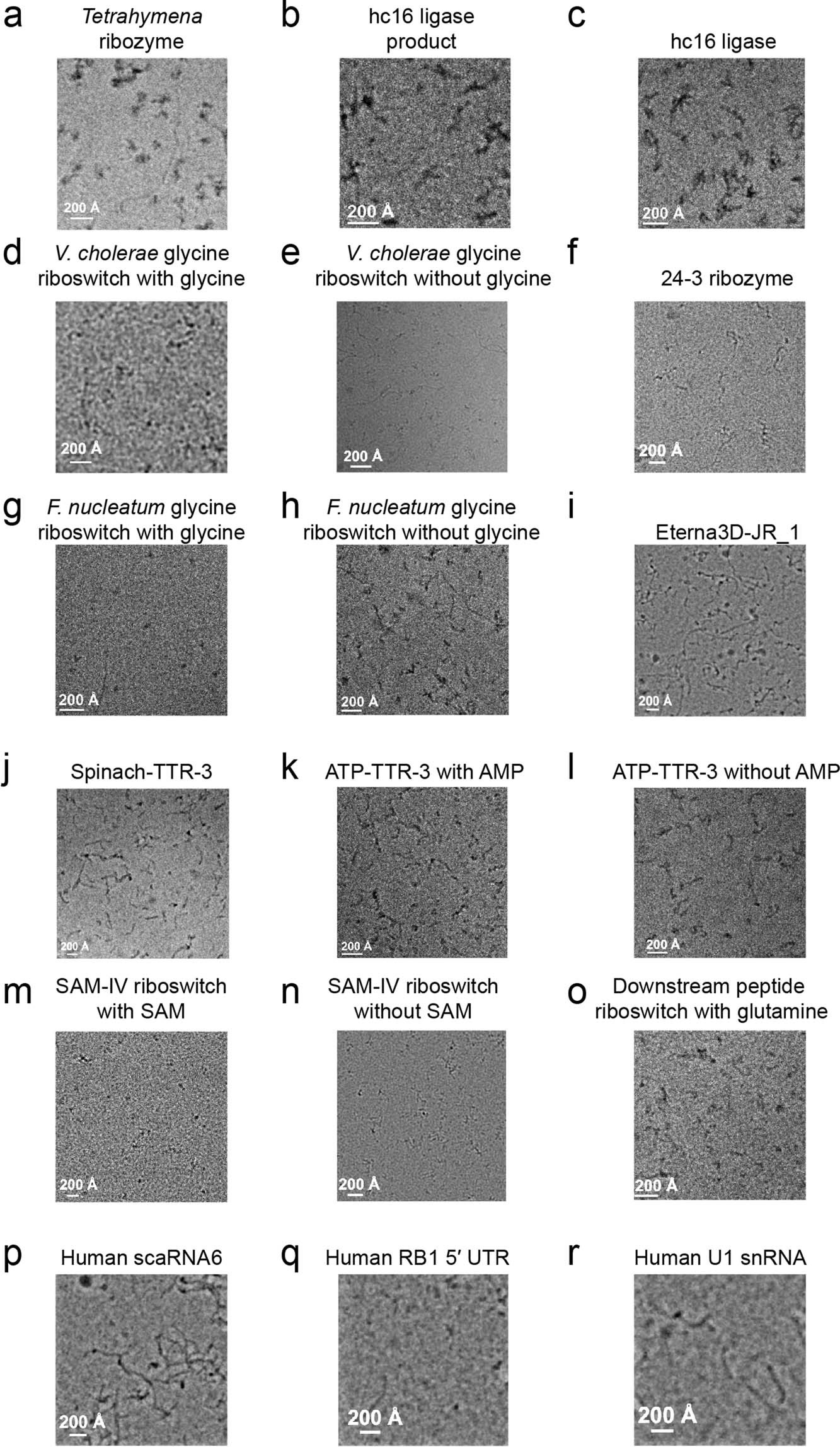 Extended Data Fig. 2: Representative micrographs for all RNAs in this study.