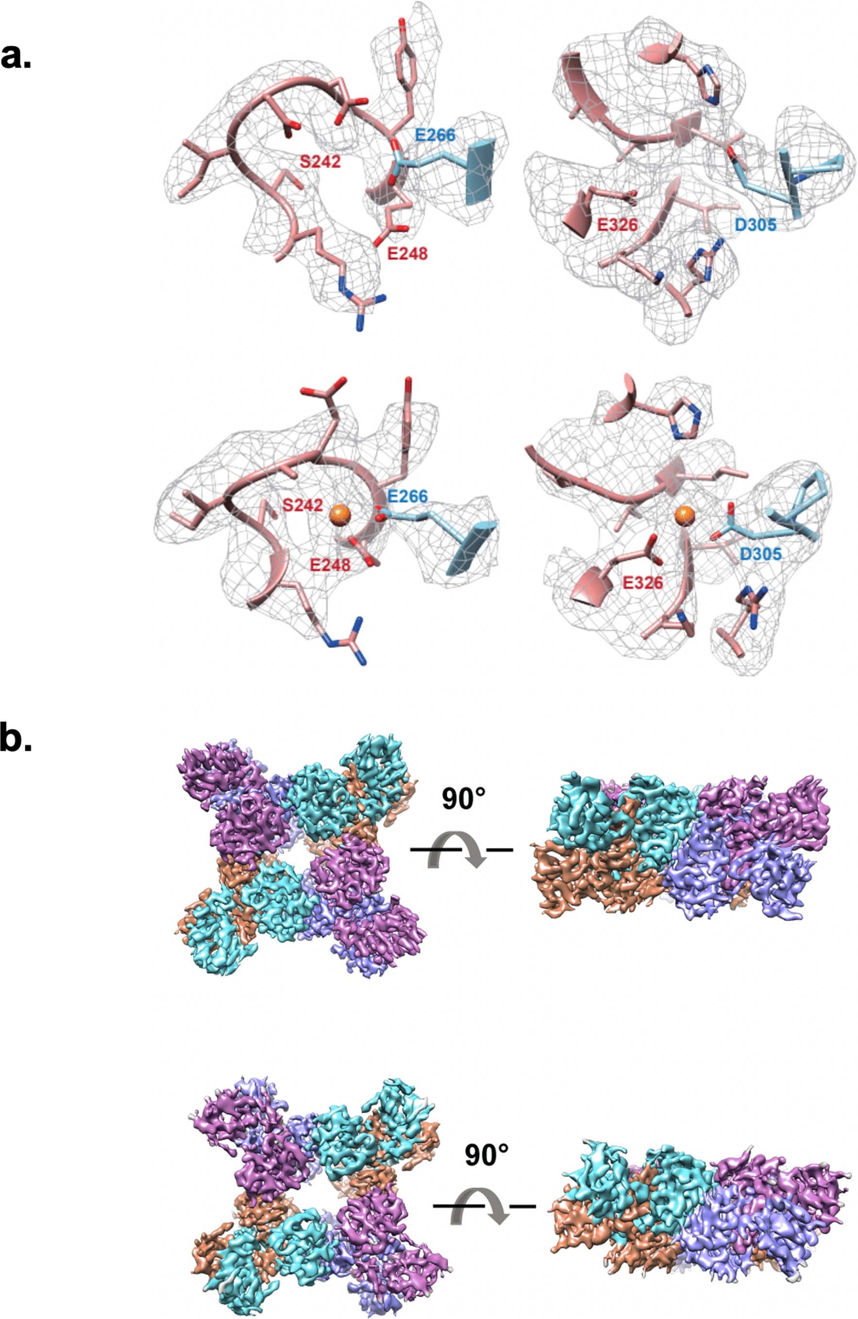 Extended Data Fig. 3: Cryo-EM maps of MthK RCK domain with and without Ca2+.
