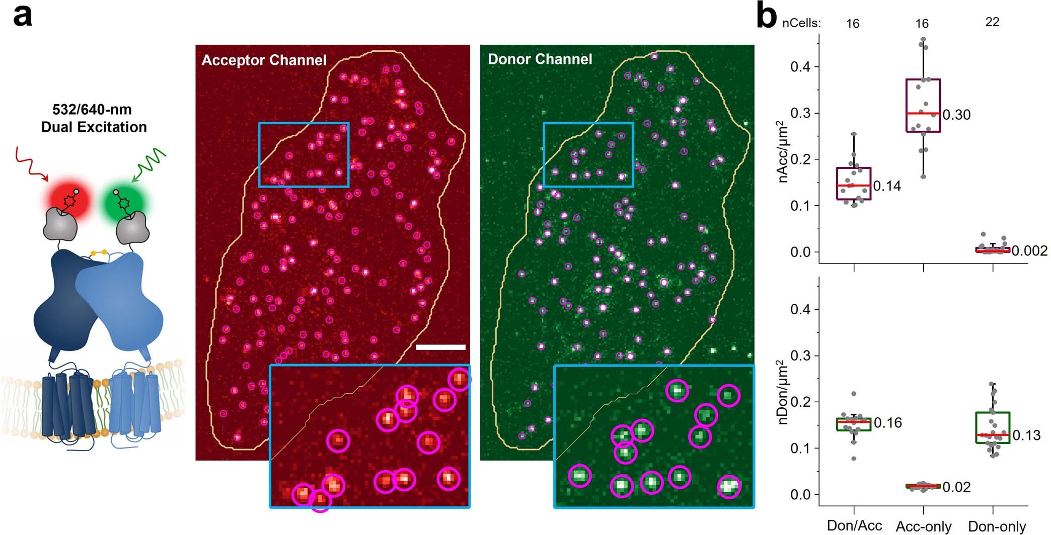 Extended Data Fig. 2: Quantification of the surface density of labeled Sf-mGluR2.