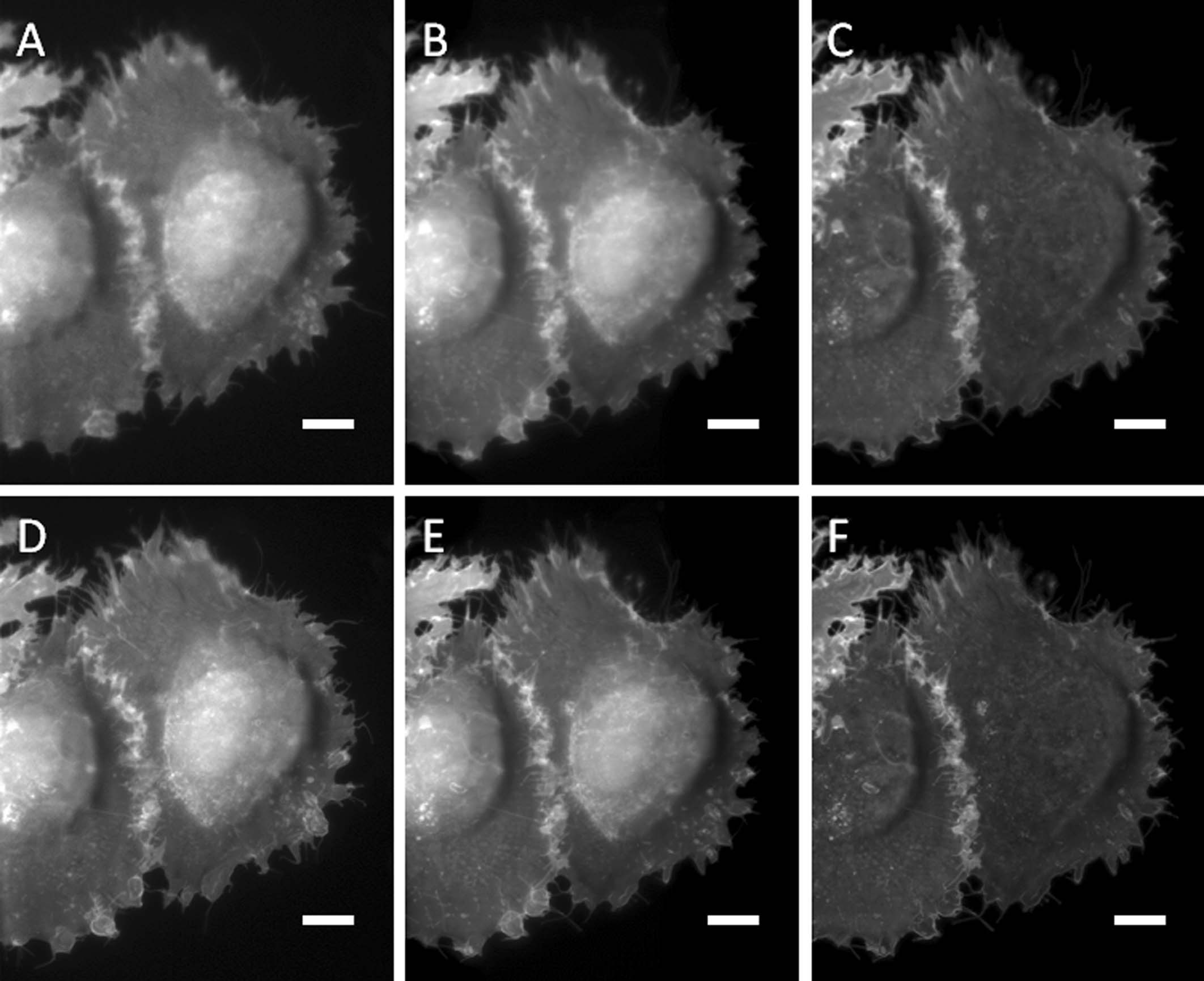 Extended Data Fig. 7: Comparison of our projection method and numerical projections.