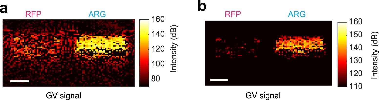 Extended Data Fig. 1: BURST background signal in phantoms.