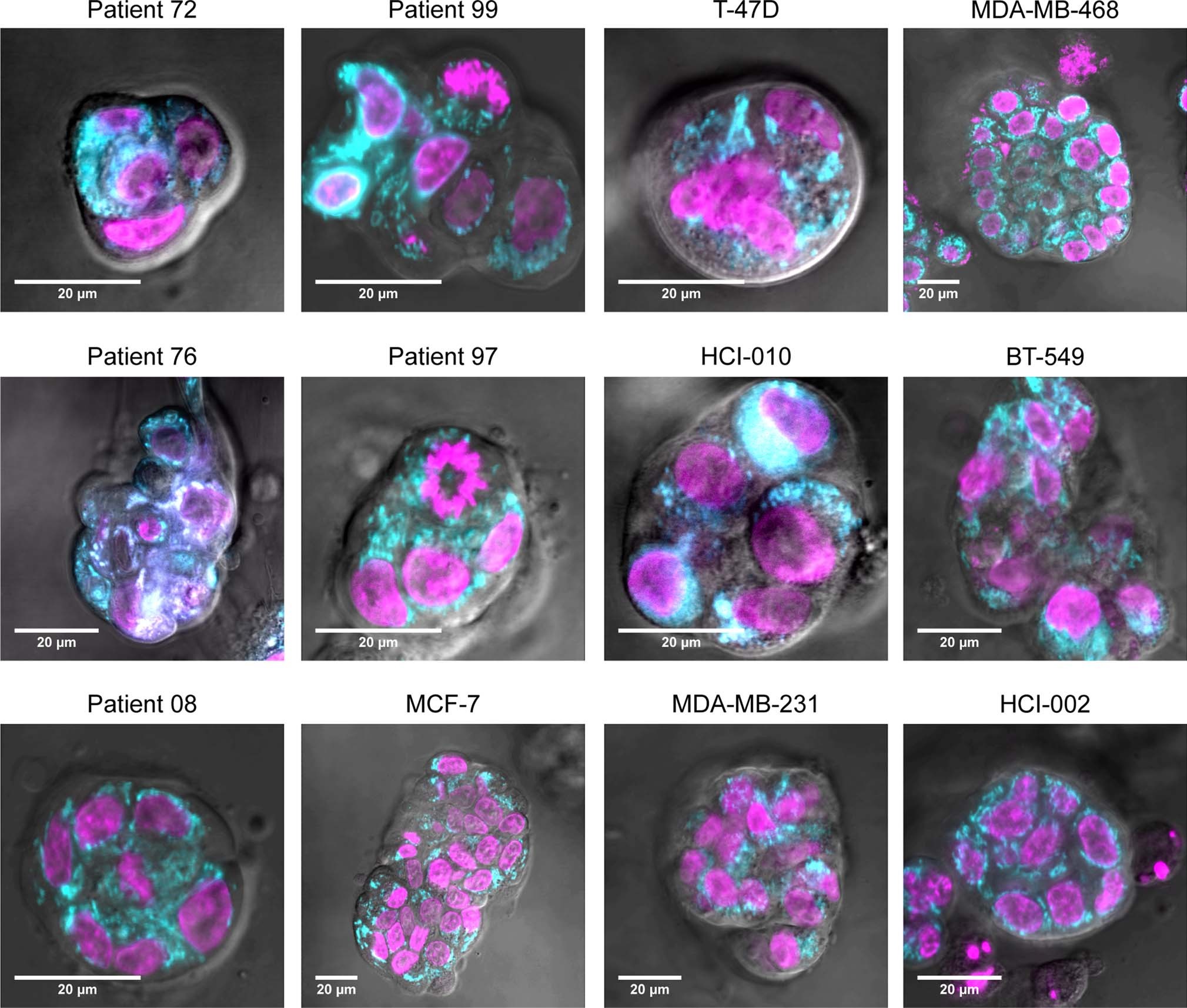 Extended Data Fig. 6: Three-dimensional spheroid cultures.