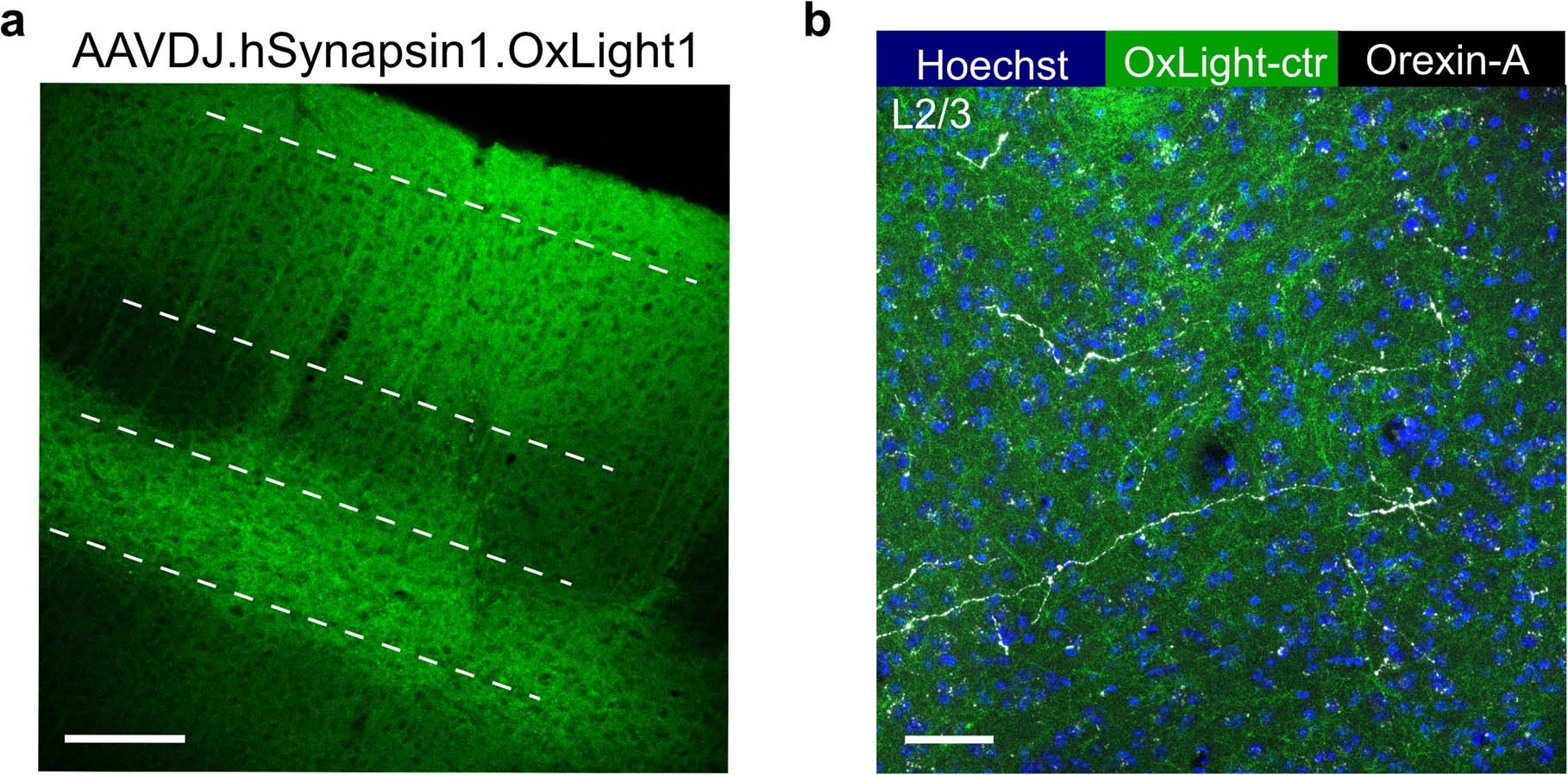 Extended Data Fig. 9