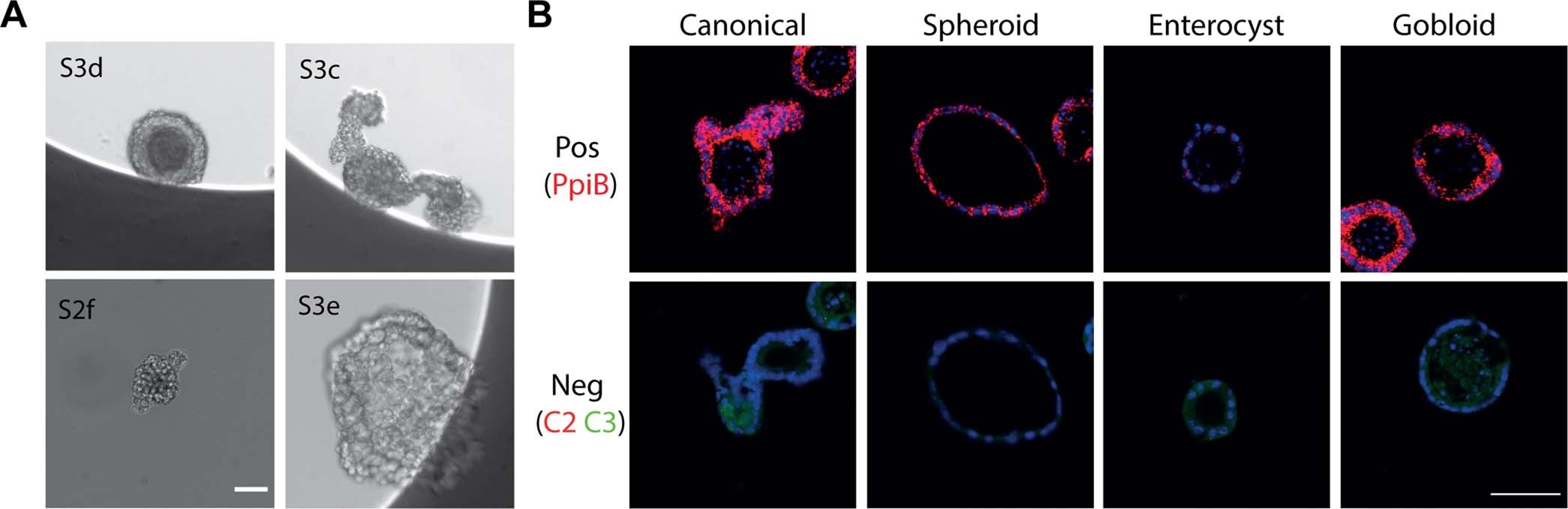Extended Data Fig. 6