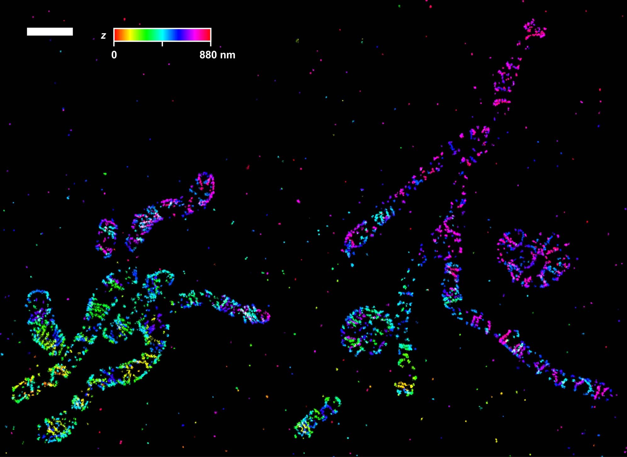 Extended Data Fig. 9: Mitochondrial Mic60 in COS7 cells.