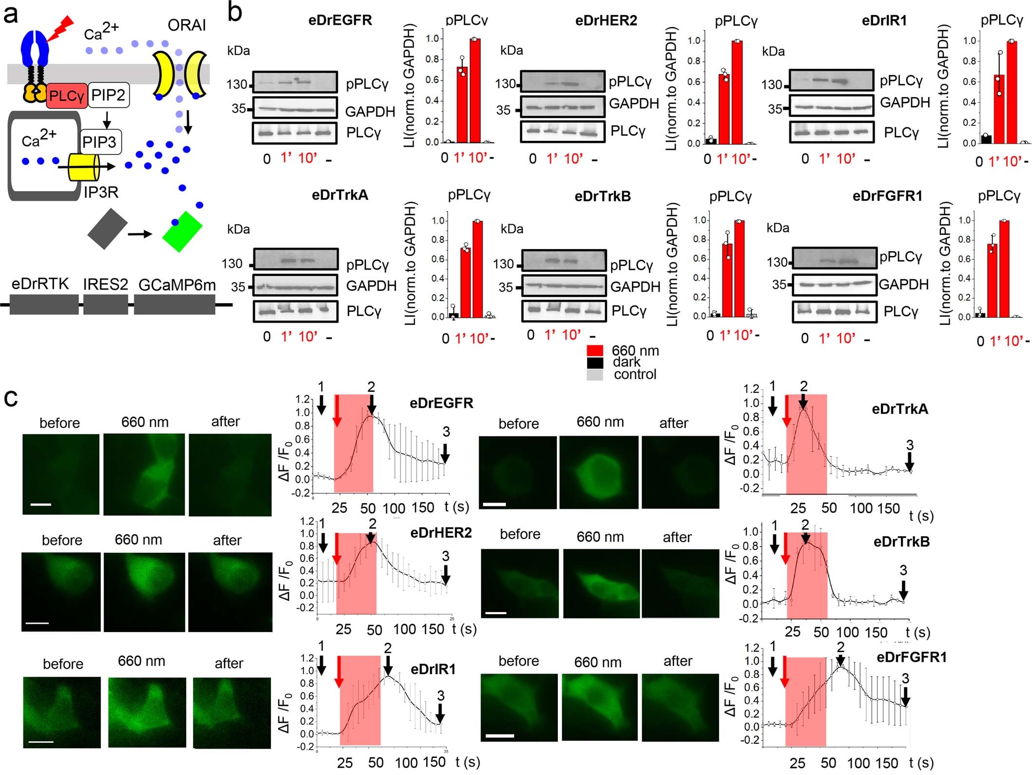 Extended Data Fig. 3: Regulation of PLCγ signaling by eDrRTKs.