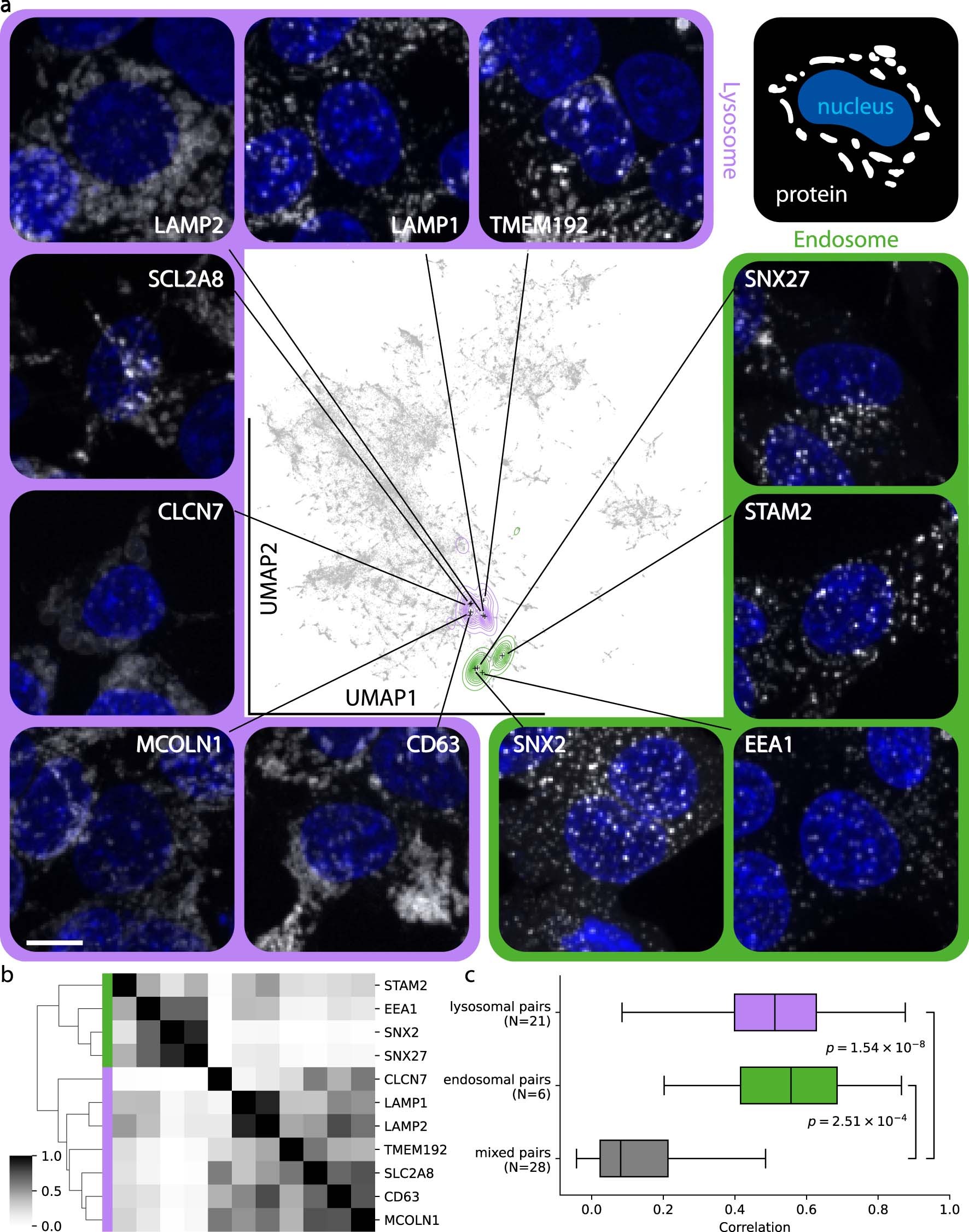 Extended Data Fig. 5: cytoself discriminates between lysosomal and endosomal proteins.
