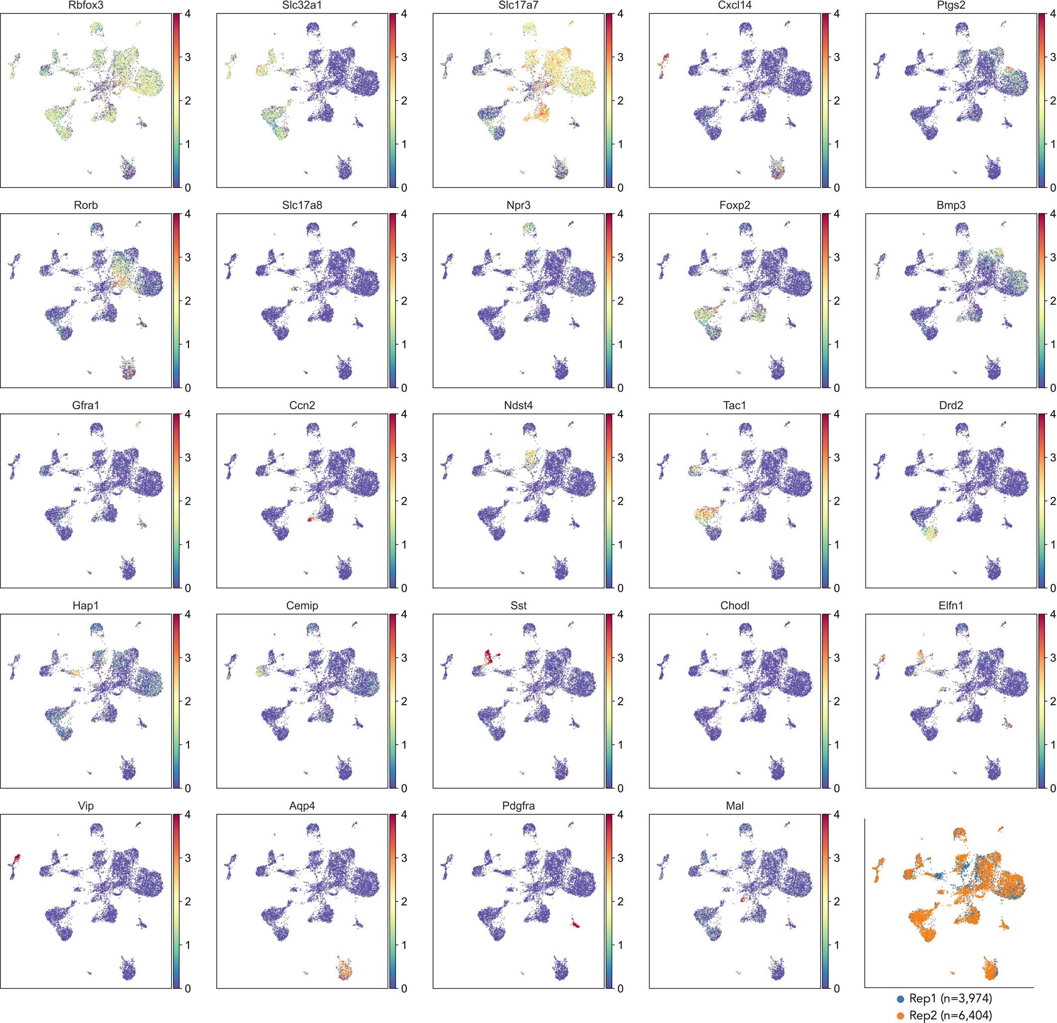 Extended Data Fig. 9: UMAP projection of ISSAAC-seq RNA data coloured by the expression levels of indicated genes or batches.