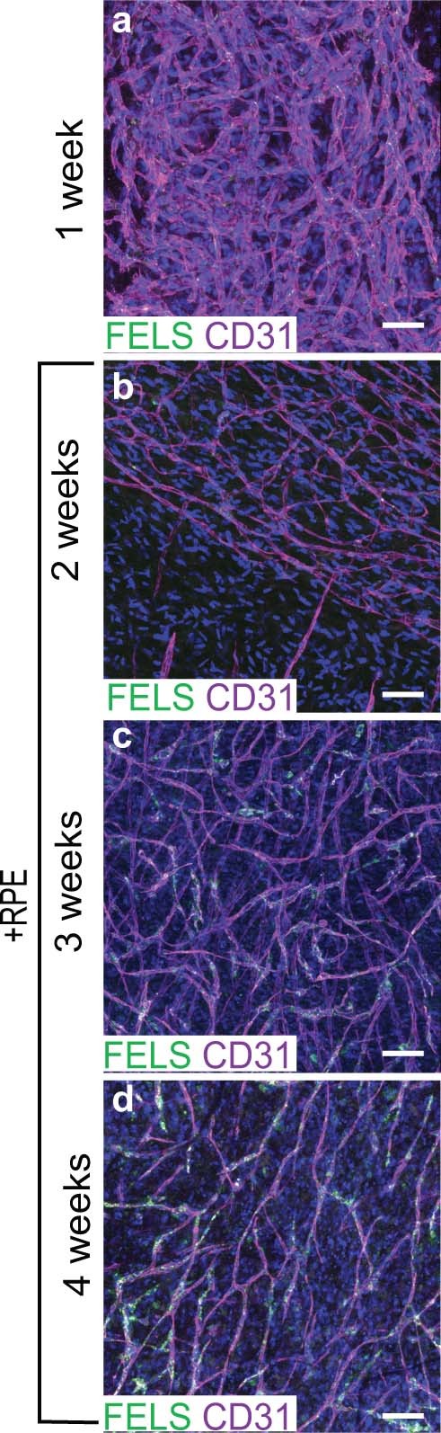 Extended Data Fig. 3
