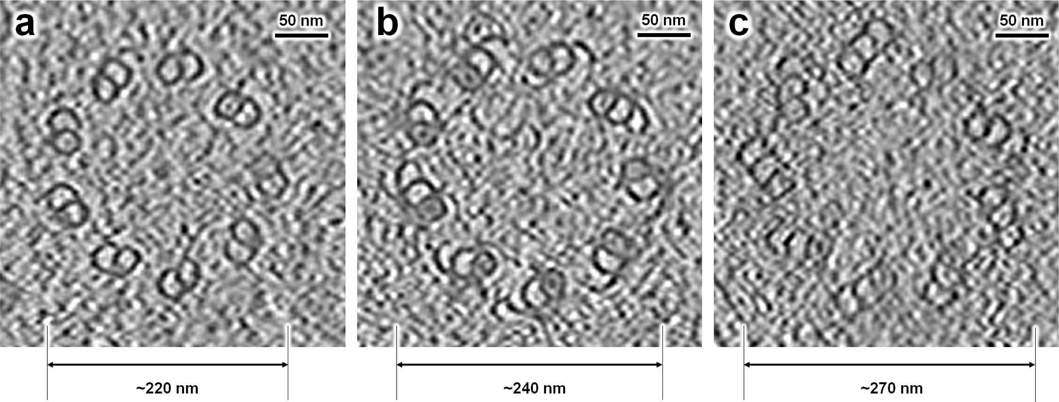 Extended Data Fig. 8: Different diameters of human centrioles in the slice view of tomograms.