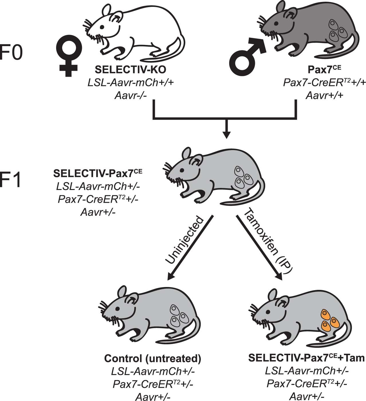 Extended Data Fig. 5: Breeding for SELECTIV-Pax7CE mice with inducible muscle stem cell specific AAVR overexpression.