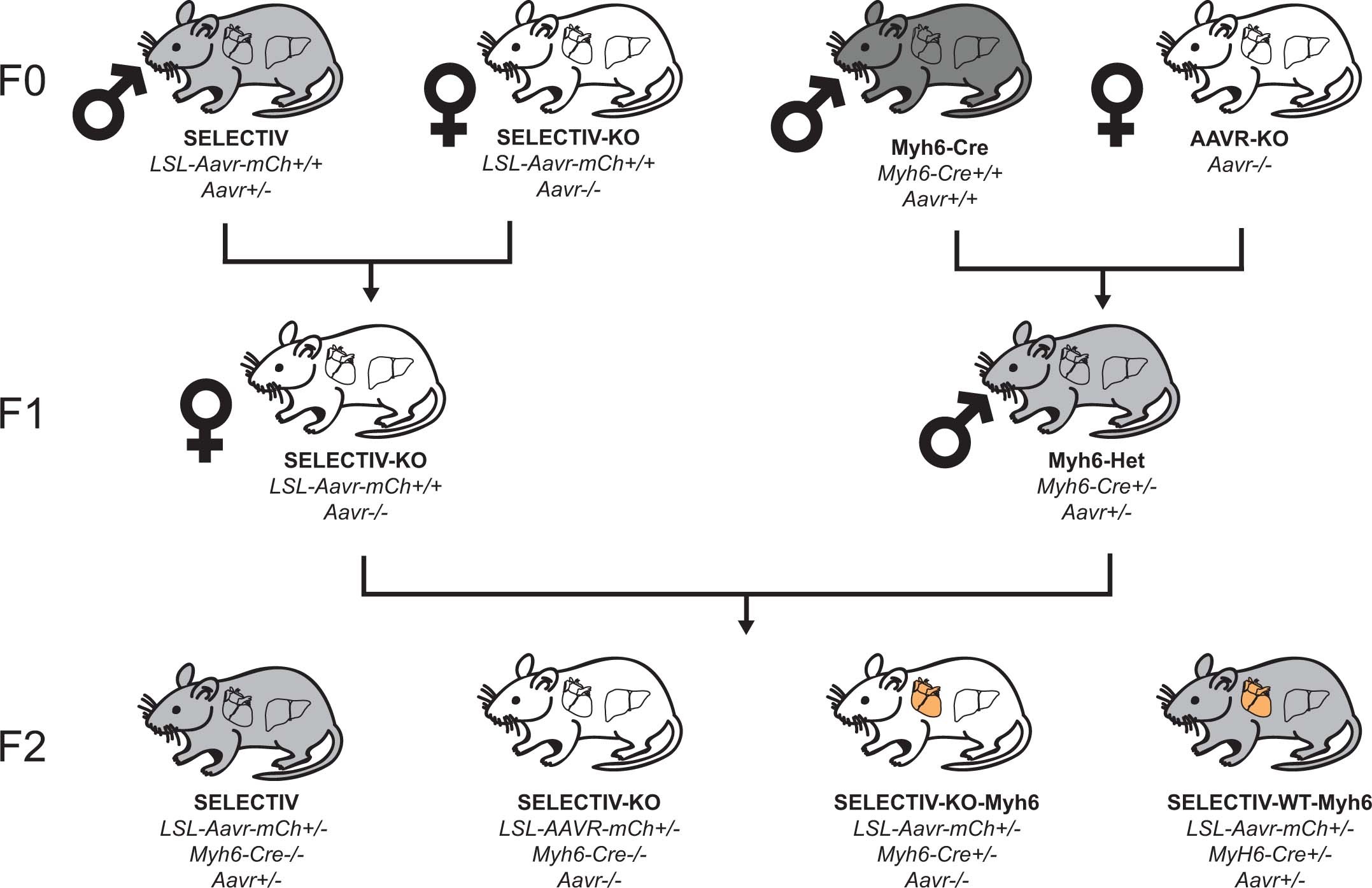 Extended Data Fig. 6: Breeding for SELECTIV-KO-Myh6 mice with heart cardiomyocyte specific AAVR overexpression.