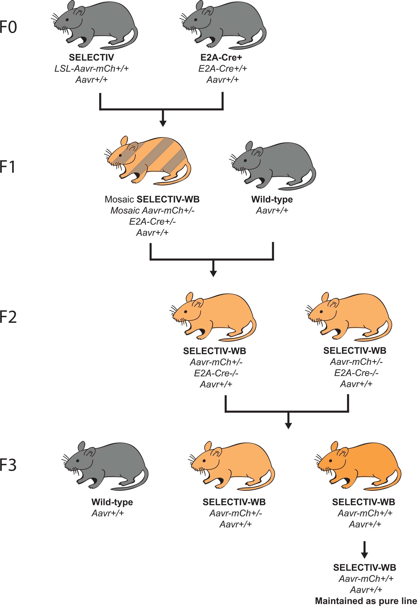 Extended Data Fig. 1: Breeding for SELECTIV-WB full body AAVR-overexpressing mice.