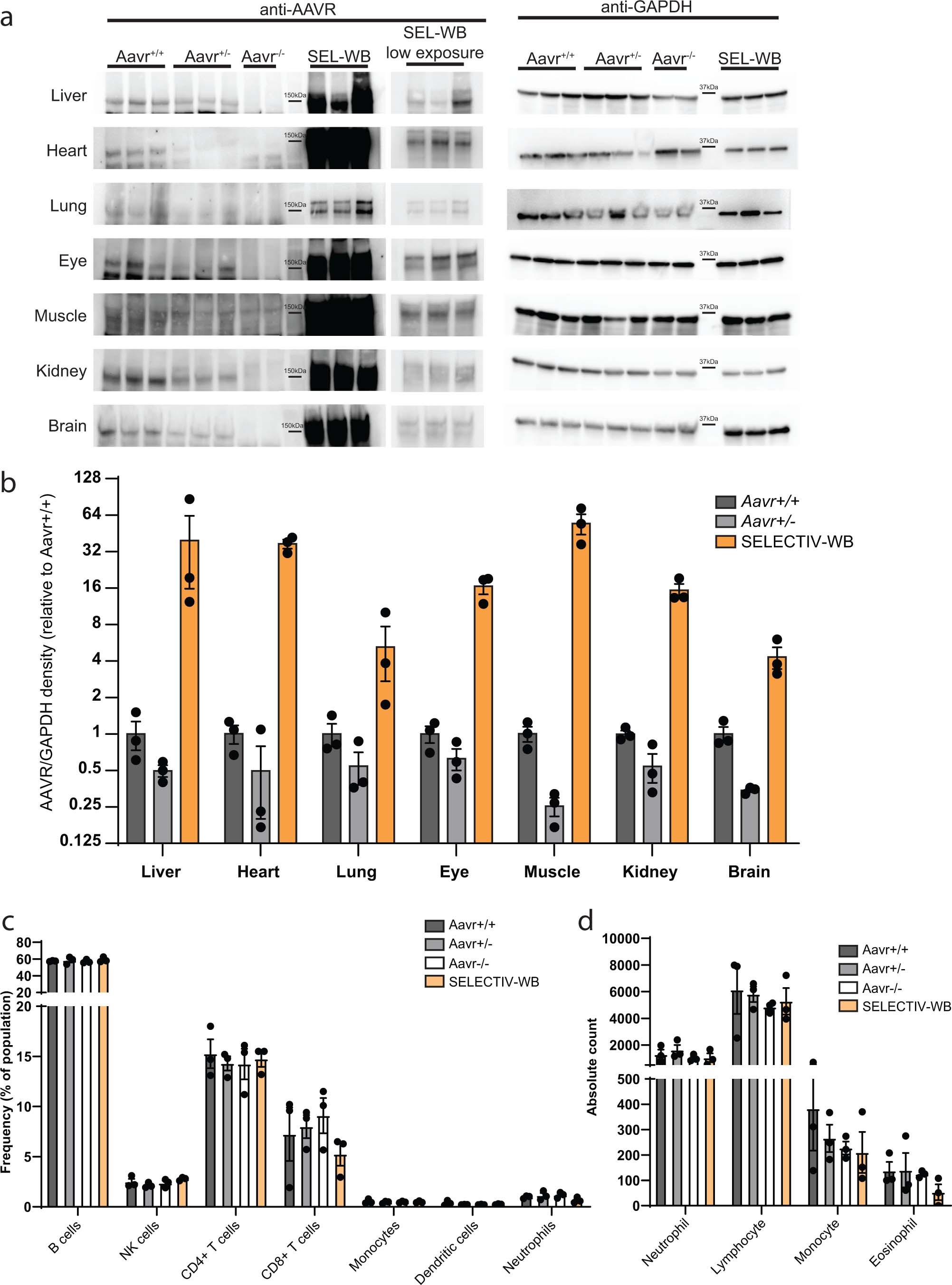Extended Data Fig. 2: AAVR protein expression and immune cell profiling in mouse lines.