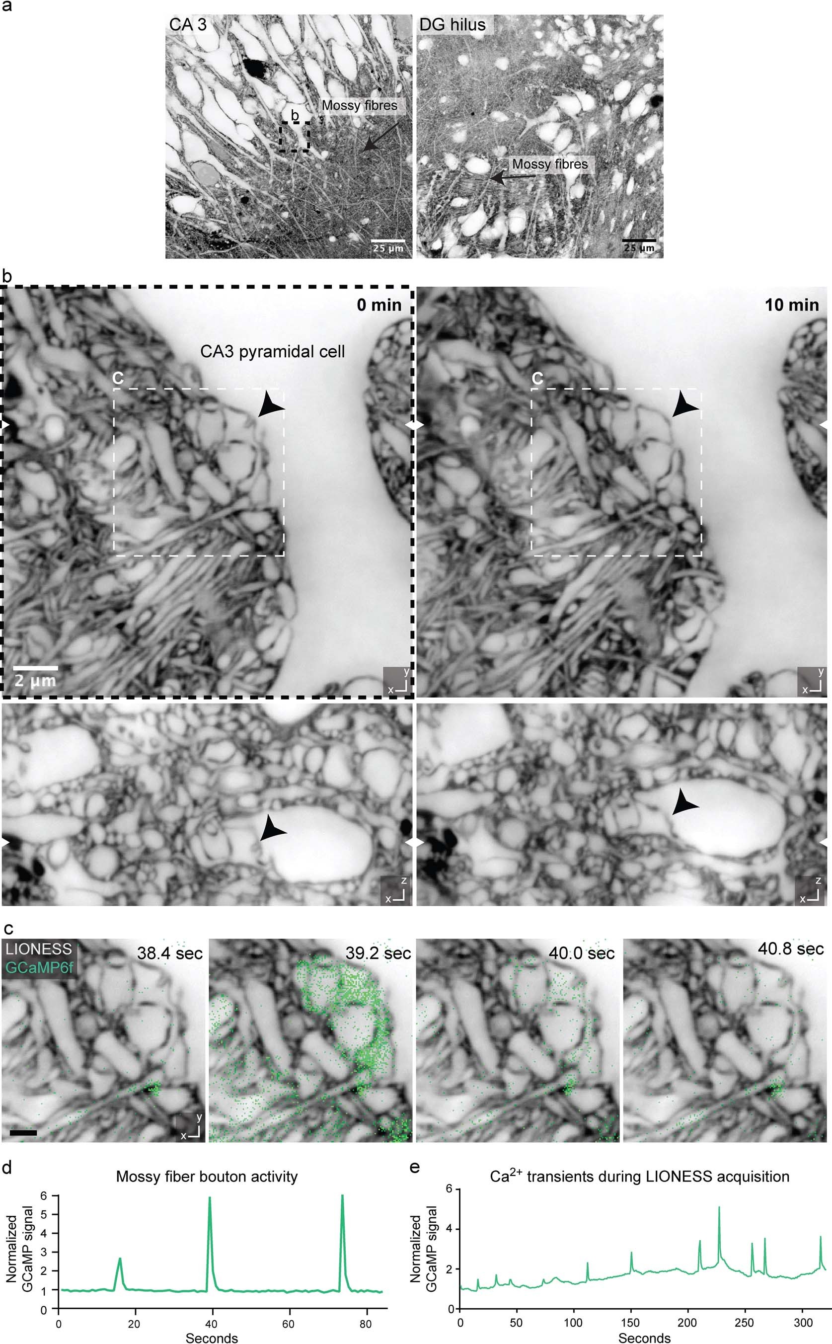 Extended Data Fig. 8: Correlating structure and morphodynamics with Ca2+-activity.