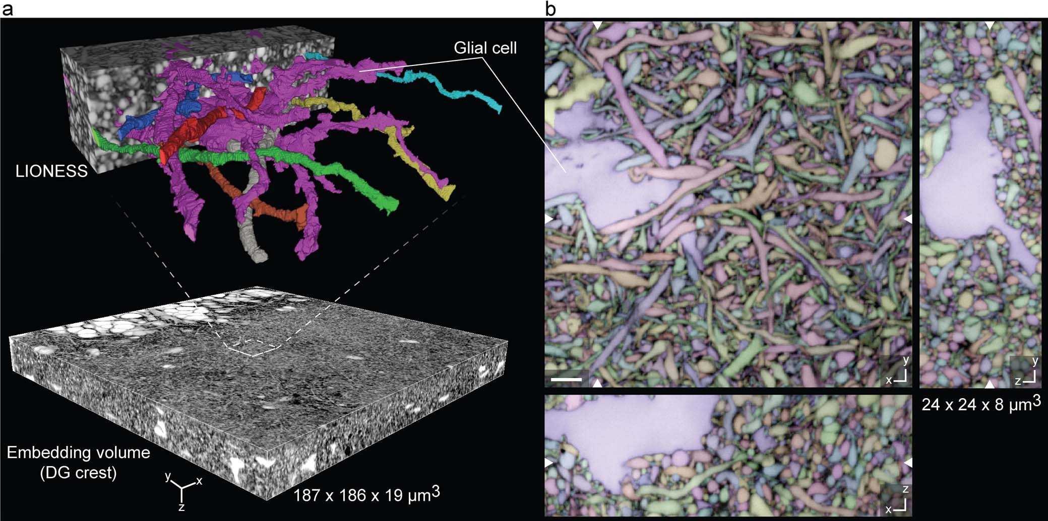 Extended Data Fig. 10: Meso-scale tissue context.