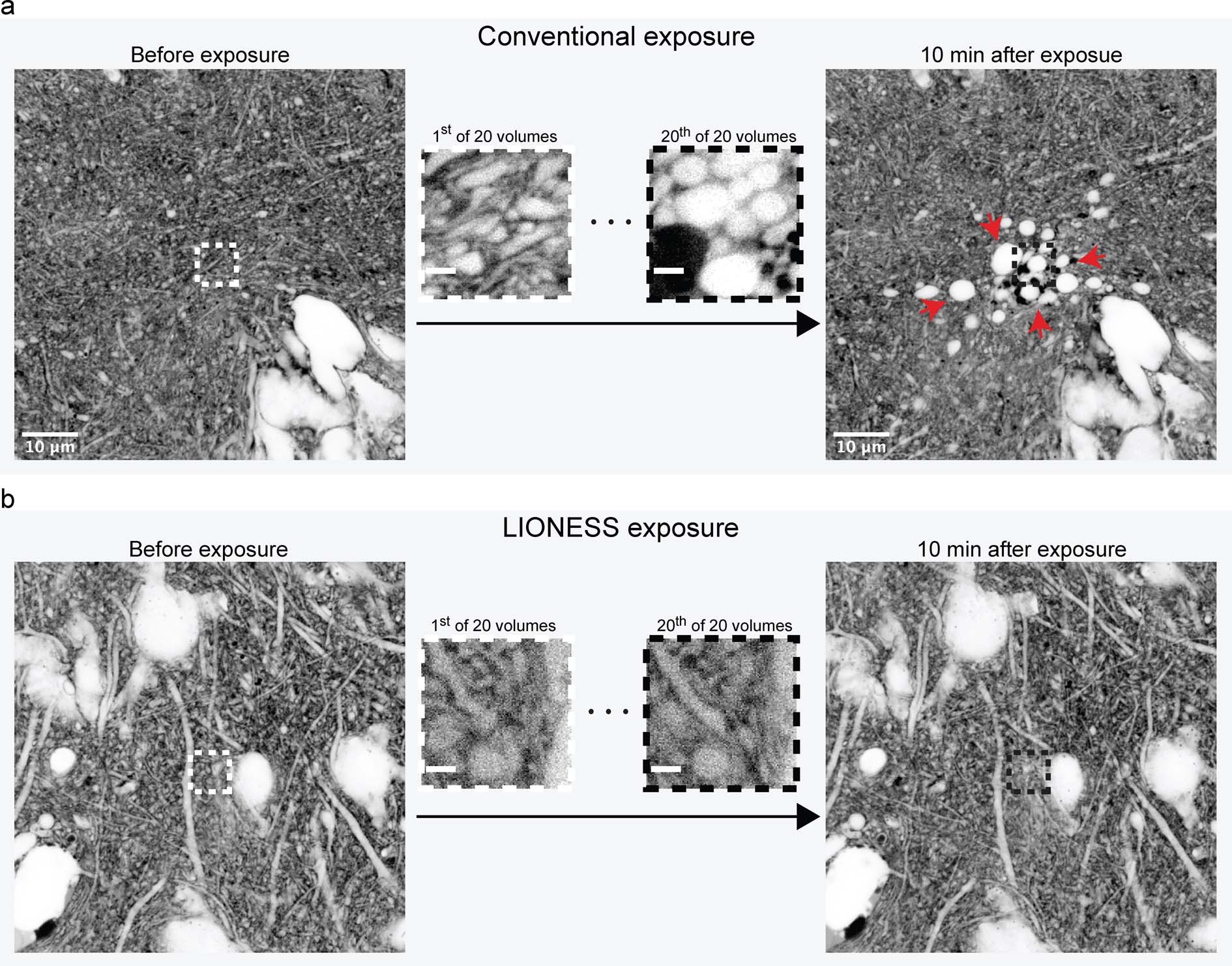 Extended Data Fig. 2: Live-tissue compatibility.