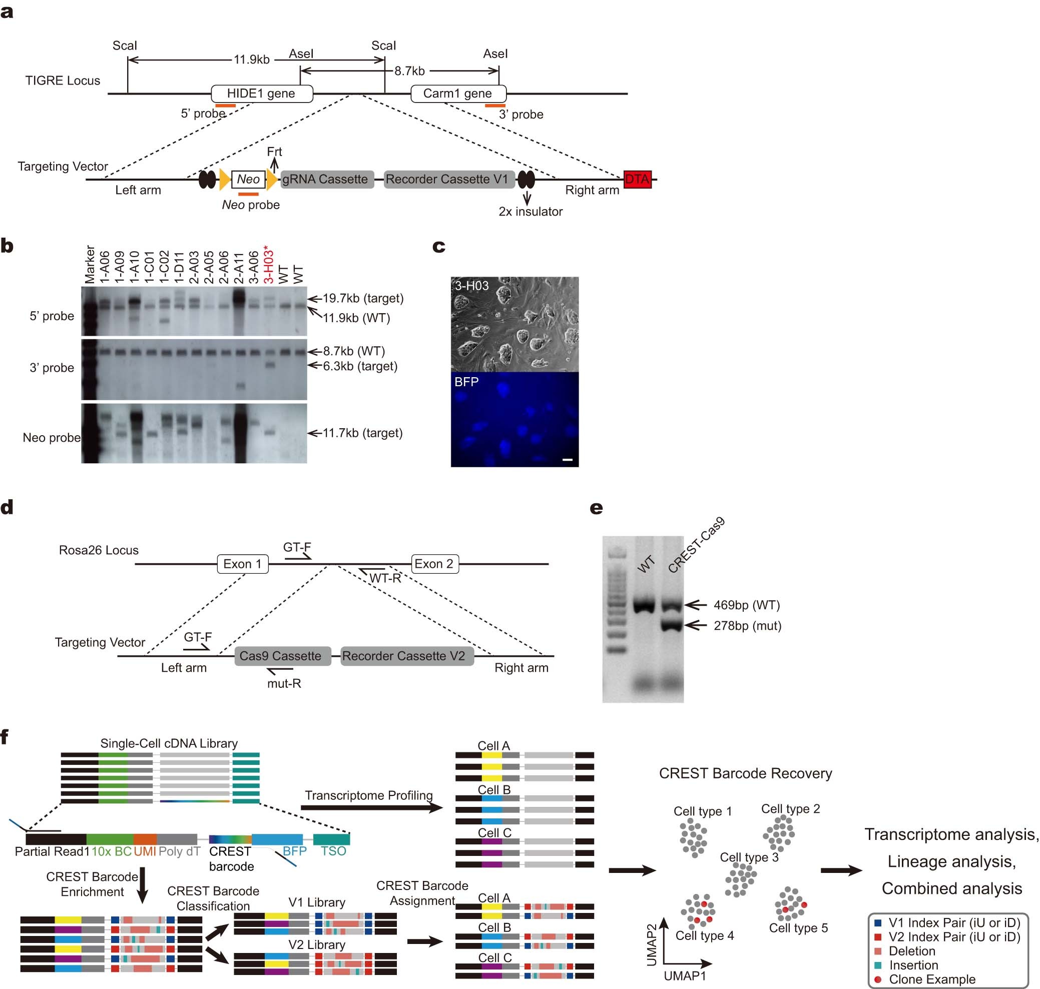 Extended Data Fig. 1: Generation of CERST mouse lines.