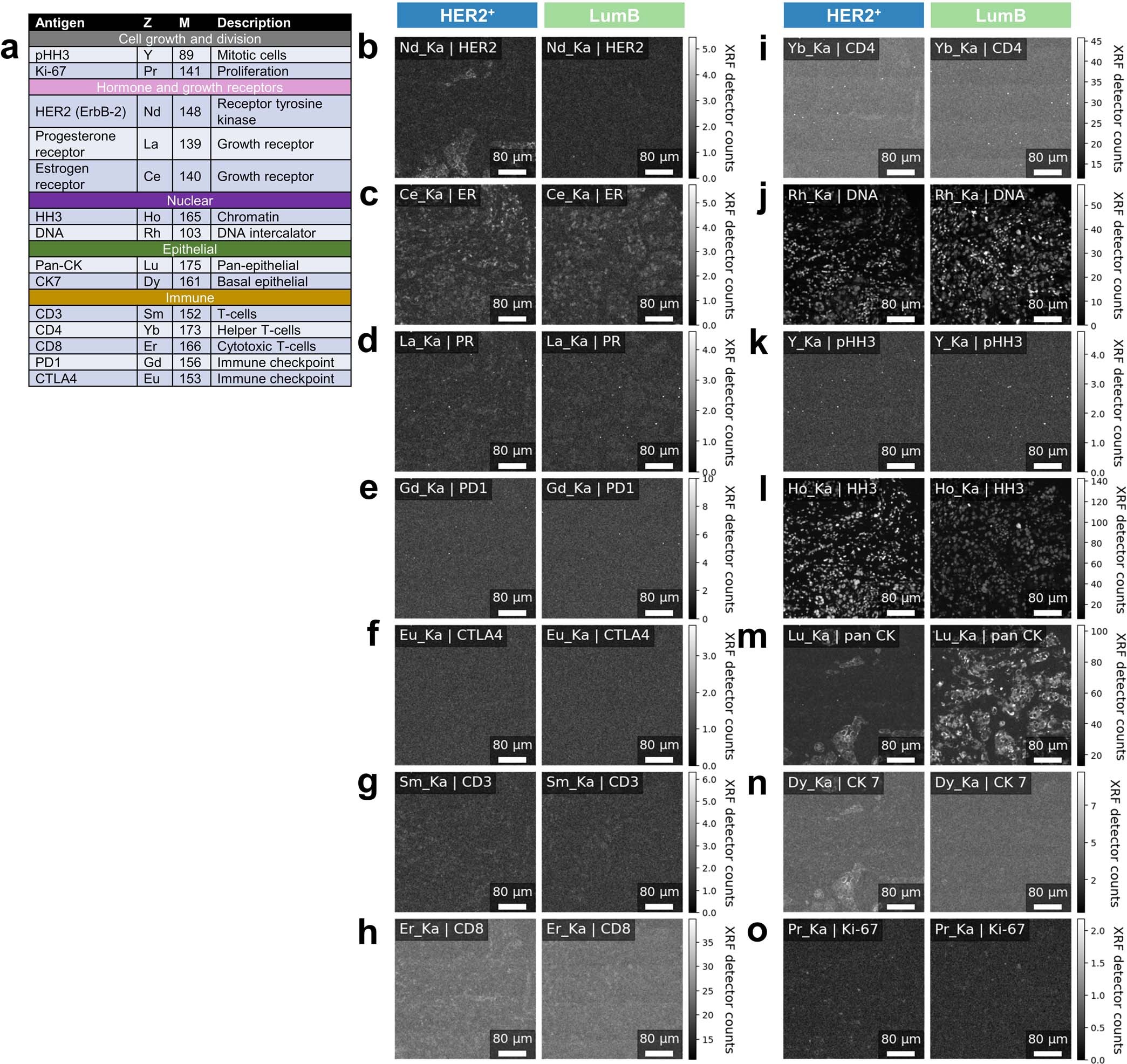 Extended Data Fig. 9: MEZ-XRF imaging of standard Z-tags on breast tumor tissue.