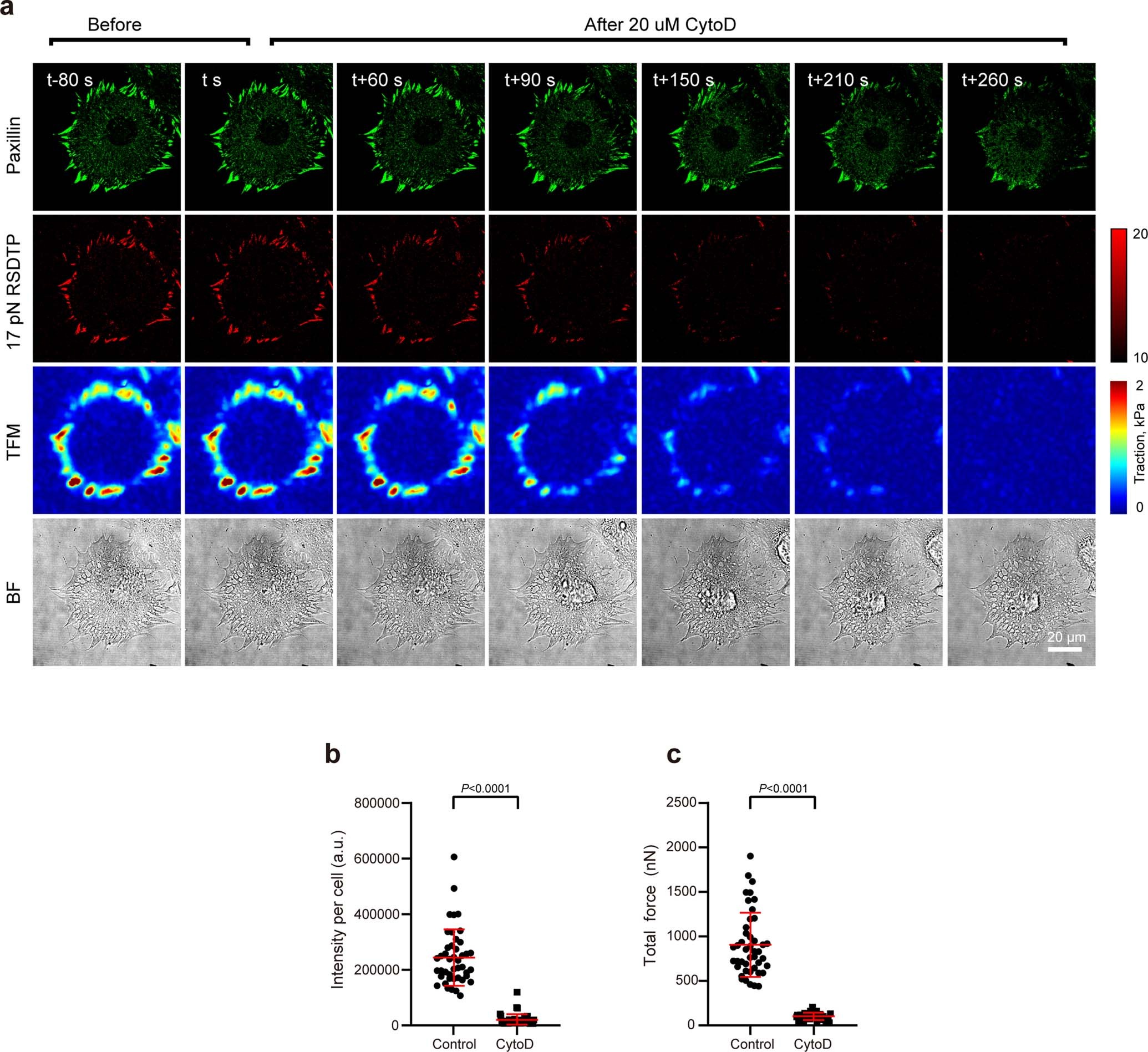 Extended Data Fig. 4: Effects of CytoD on the mechanics of MEFs.