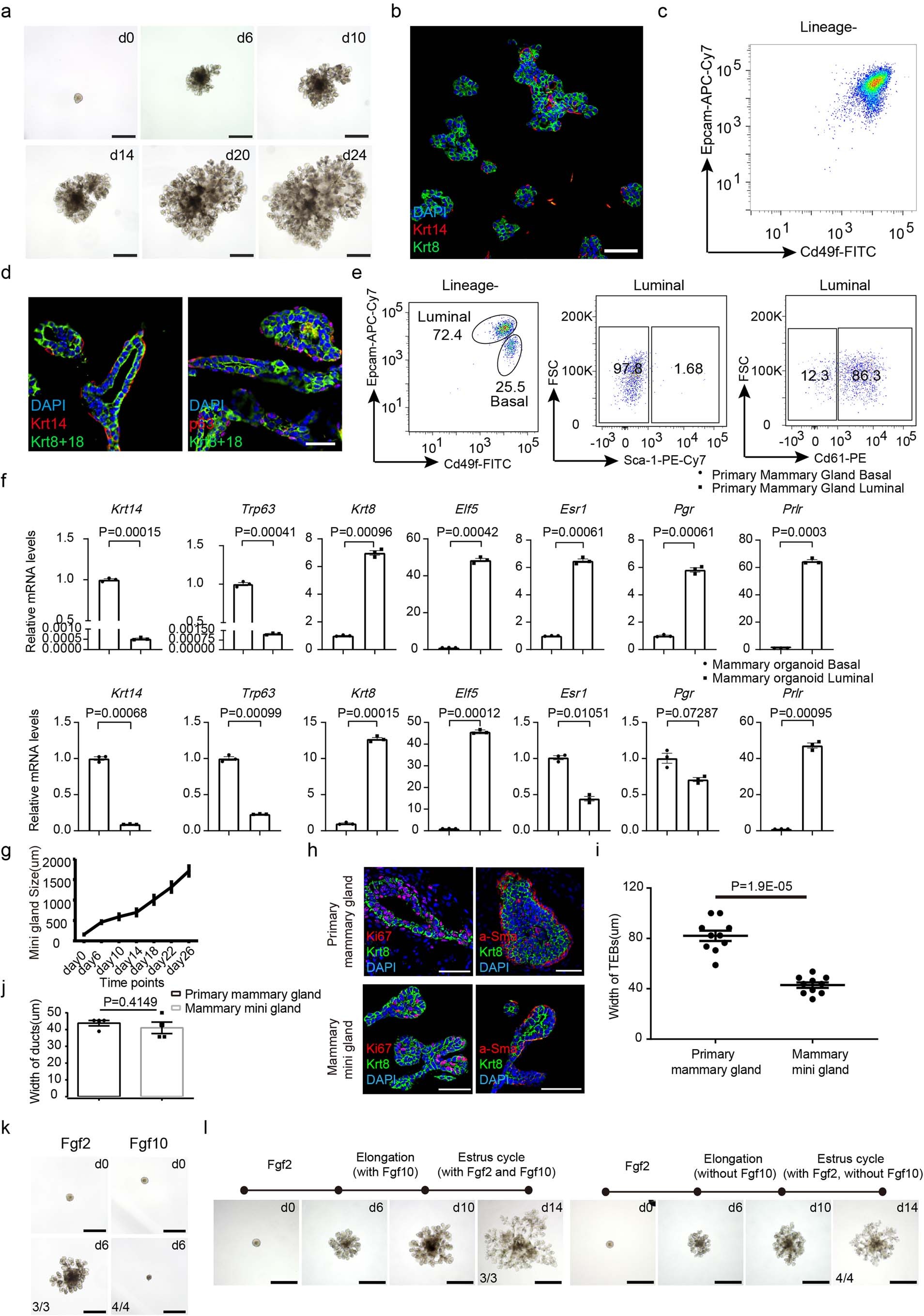 Extended Data Fig. 2: Establishment of mini gland culture system.