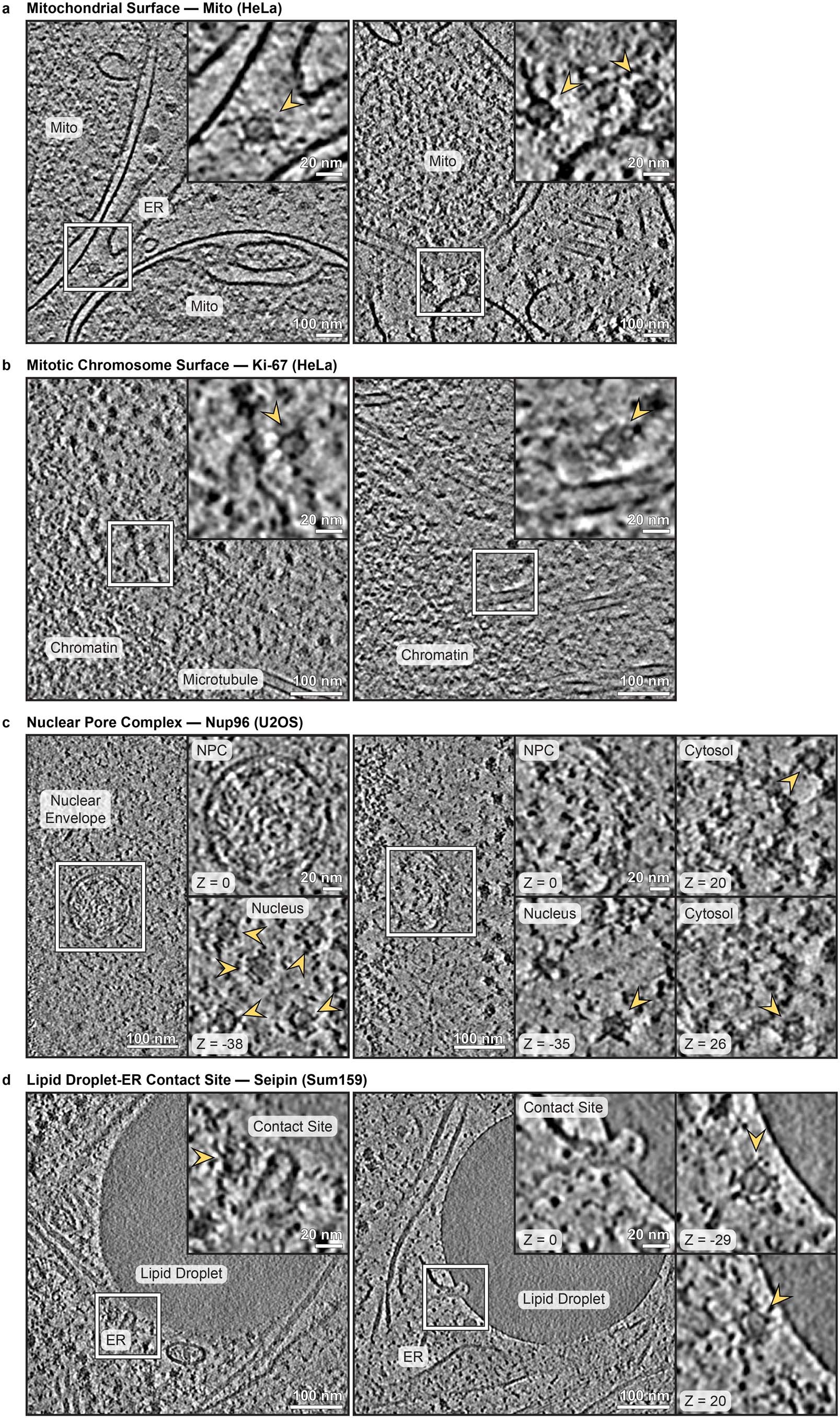 Extended Data Fig. 4: Additional examples of GEM2 localisation at the subcellular targets by cryo-ET.
