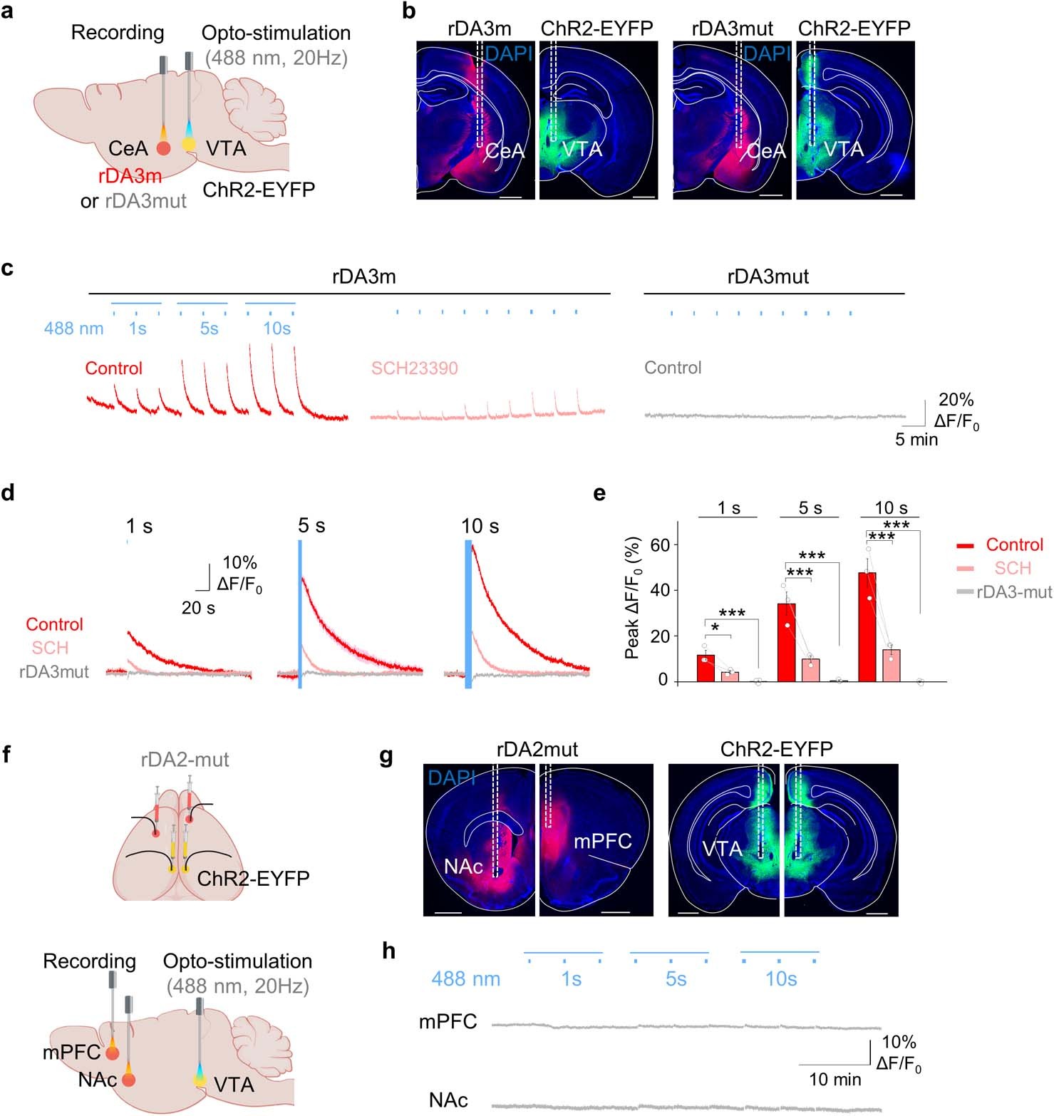 Extended Data Fig. 5: rGRAB sensors report optogenetically-elicited DA release in multiple brain regions in vivo.