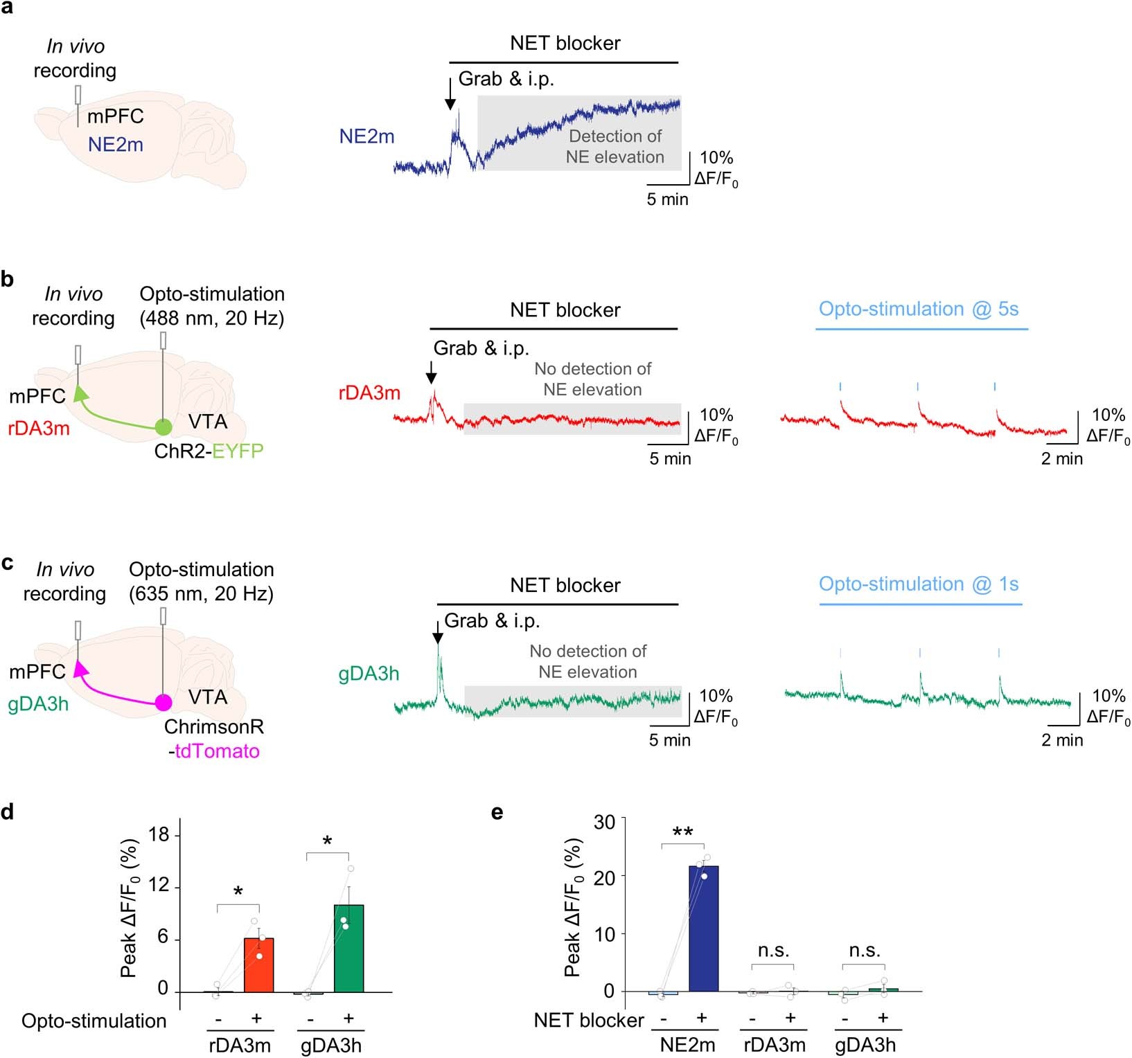 Extended Data Fig. 7: GRABDA sensors show minimal signal changes towards endogenous NE elevation.