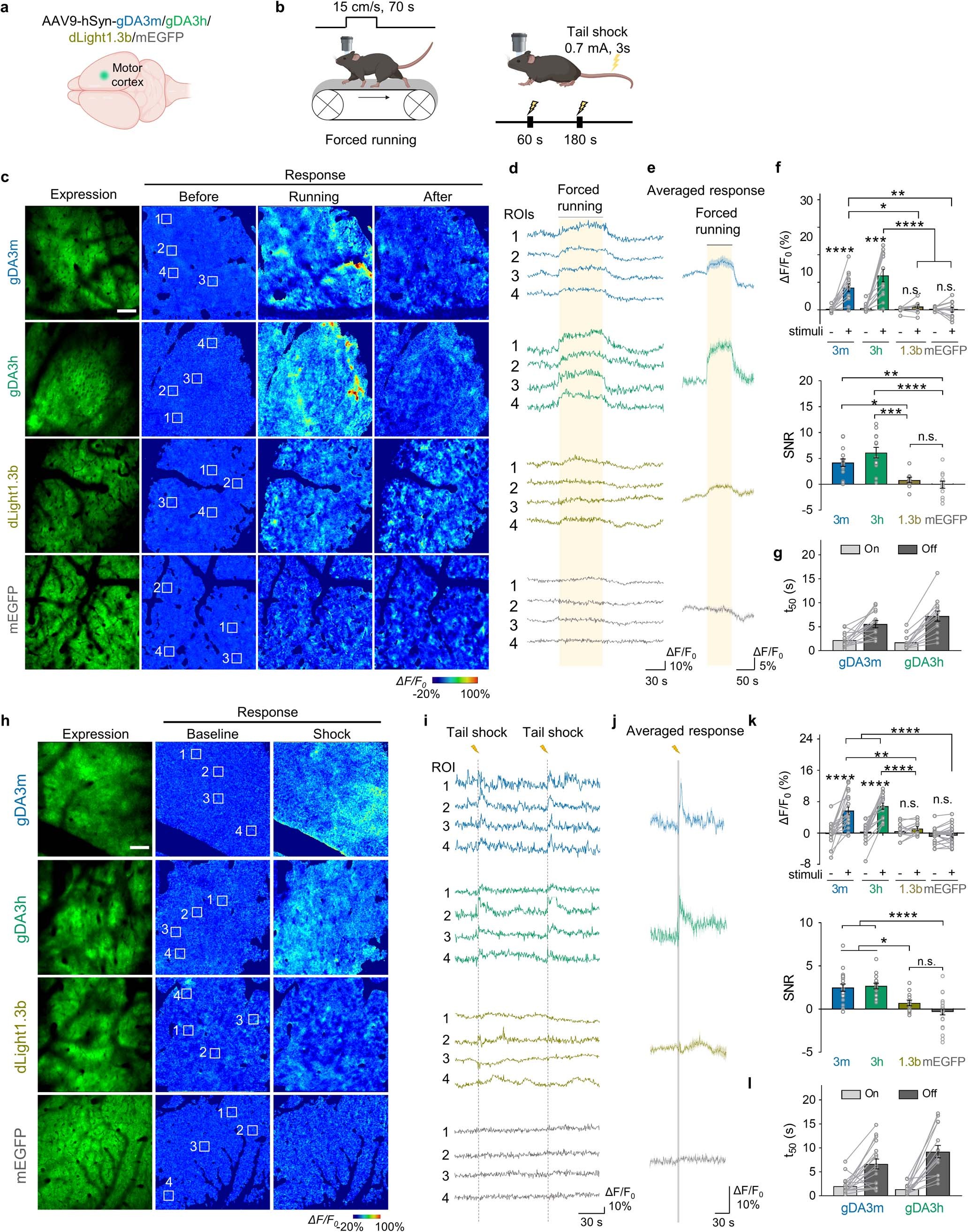 Extended Data Fig. 10: In vivo two-photon imaging of cortical DA dynamics in mice.