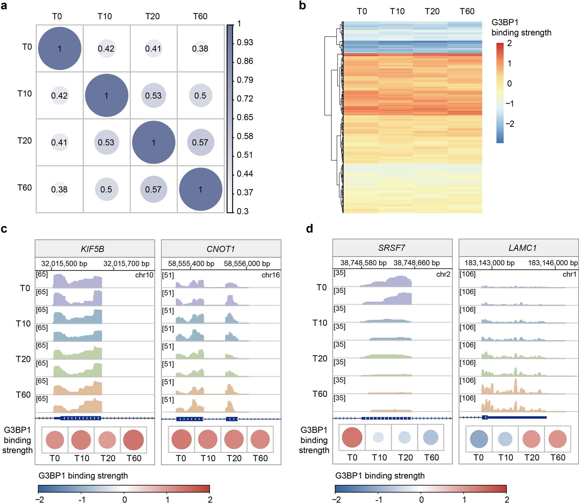 Extended Data Fig. 10: G3BP1 binding at different time intervals during SG assembly captured by ARTR-seq.