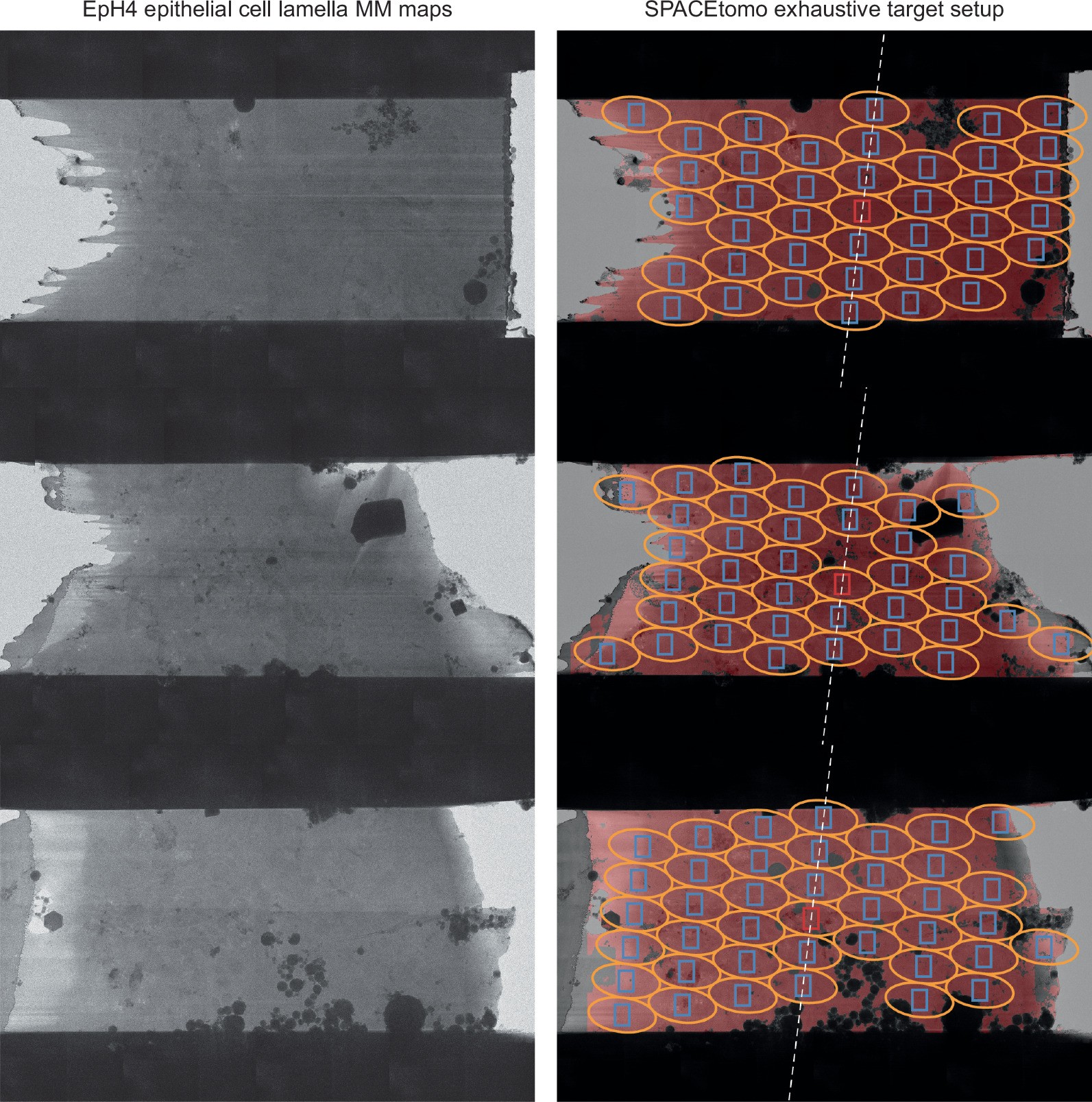 Extended Data Fig. 6