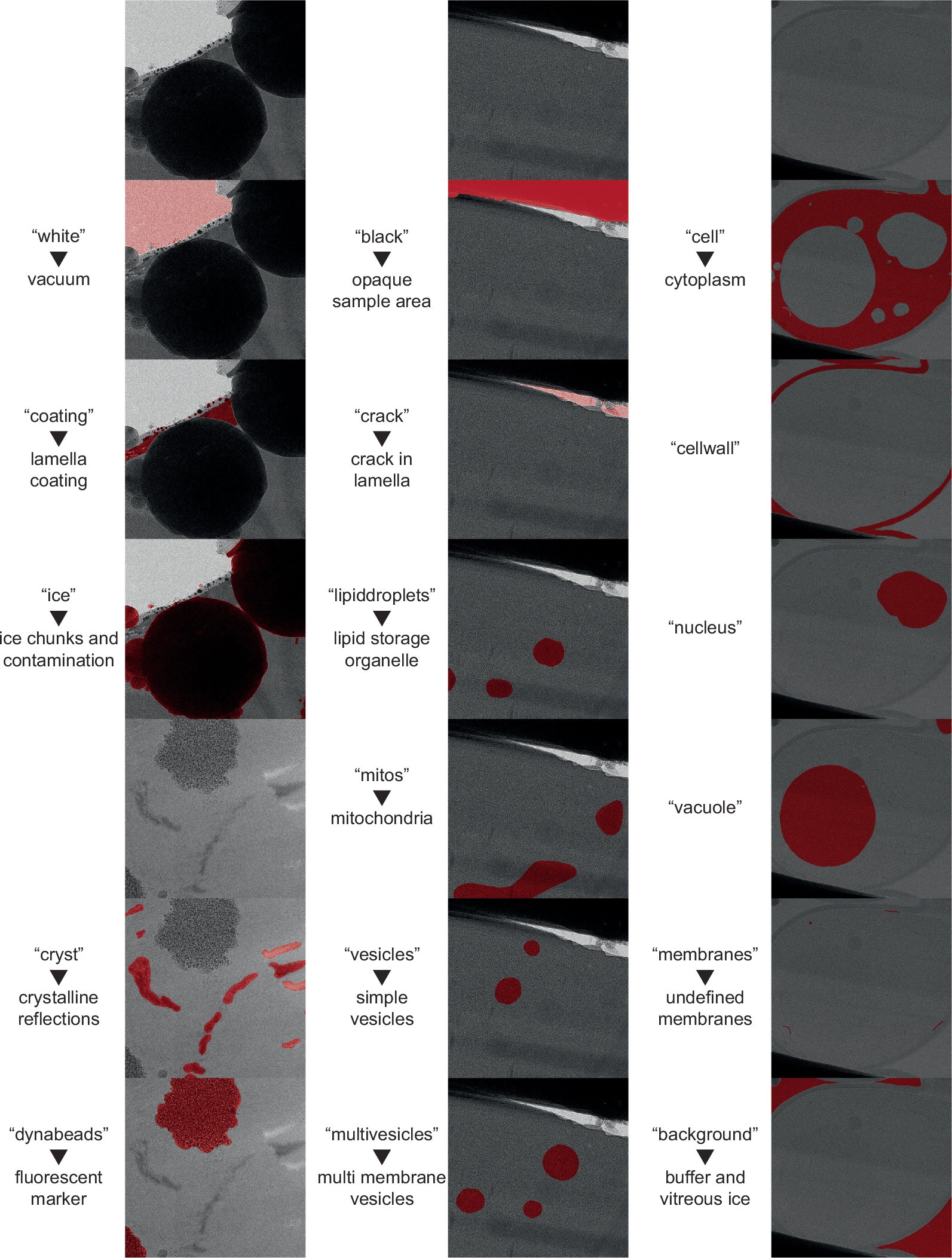 Extended Data Fig. 7