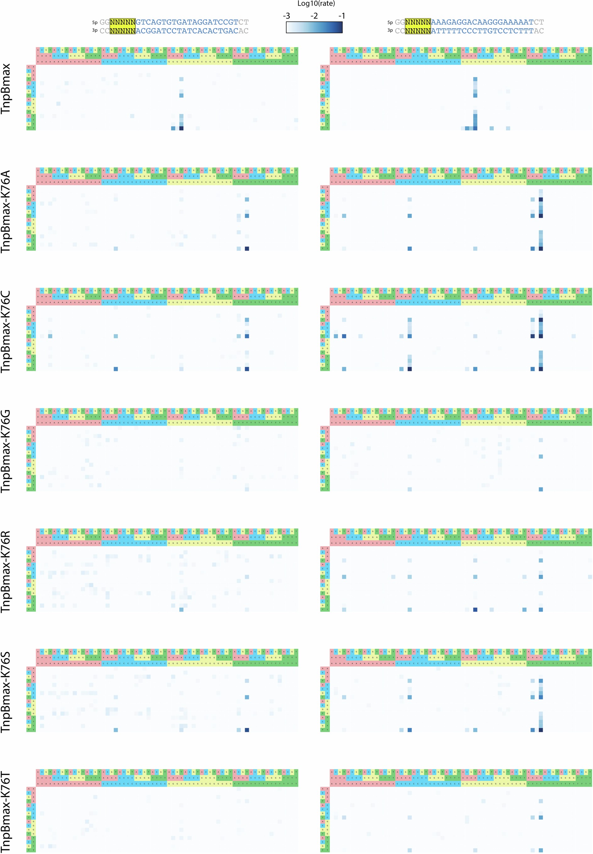 Extended Data Fig. 2: High-throughput TAM determination assay (HT-TAMDA) of TnpBmax and variants thereof.