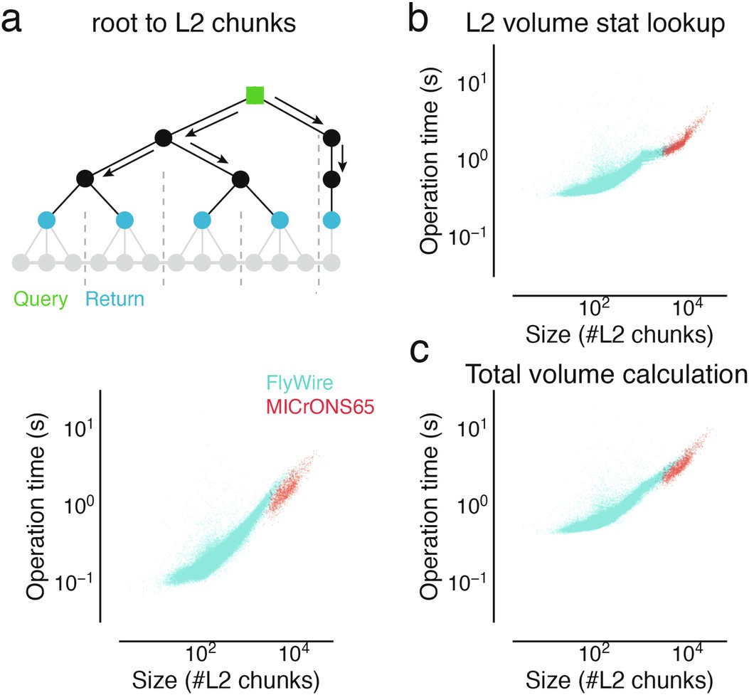 Extended Data Fig. 4: Analysis of timings to calculate morphological features.