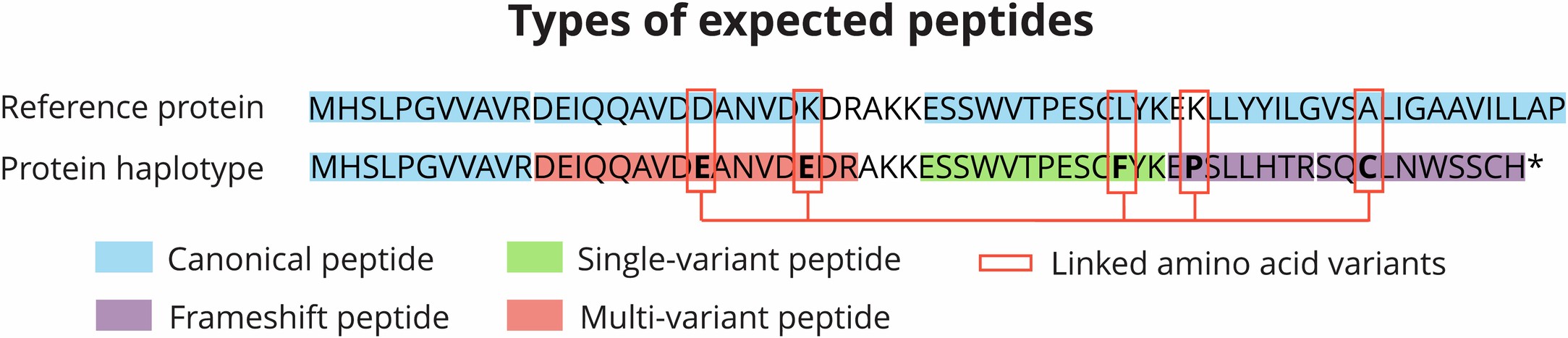 Extended Data Fig. 4: Example of a protein haplotype including four peptide categories that are expected.