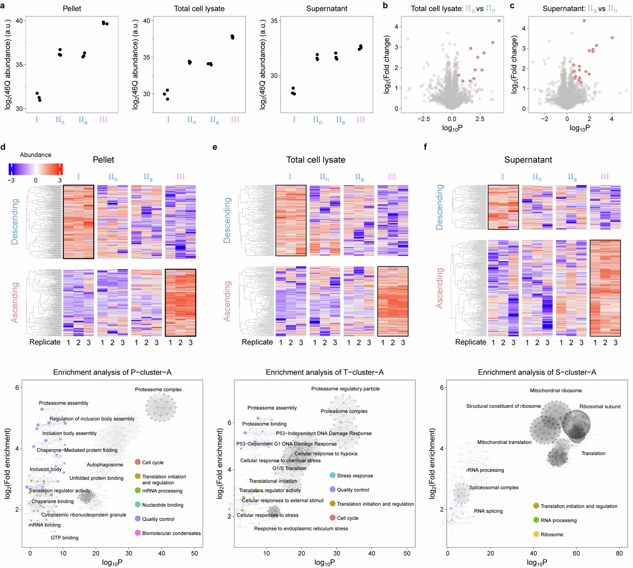 Extended Data Fig. 10: 46Q overexpression accelerates translation and triggers stress response and quality control.