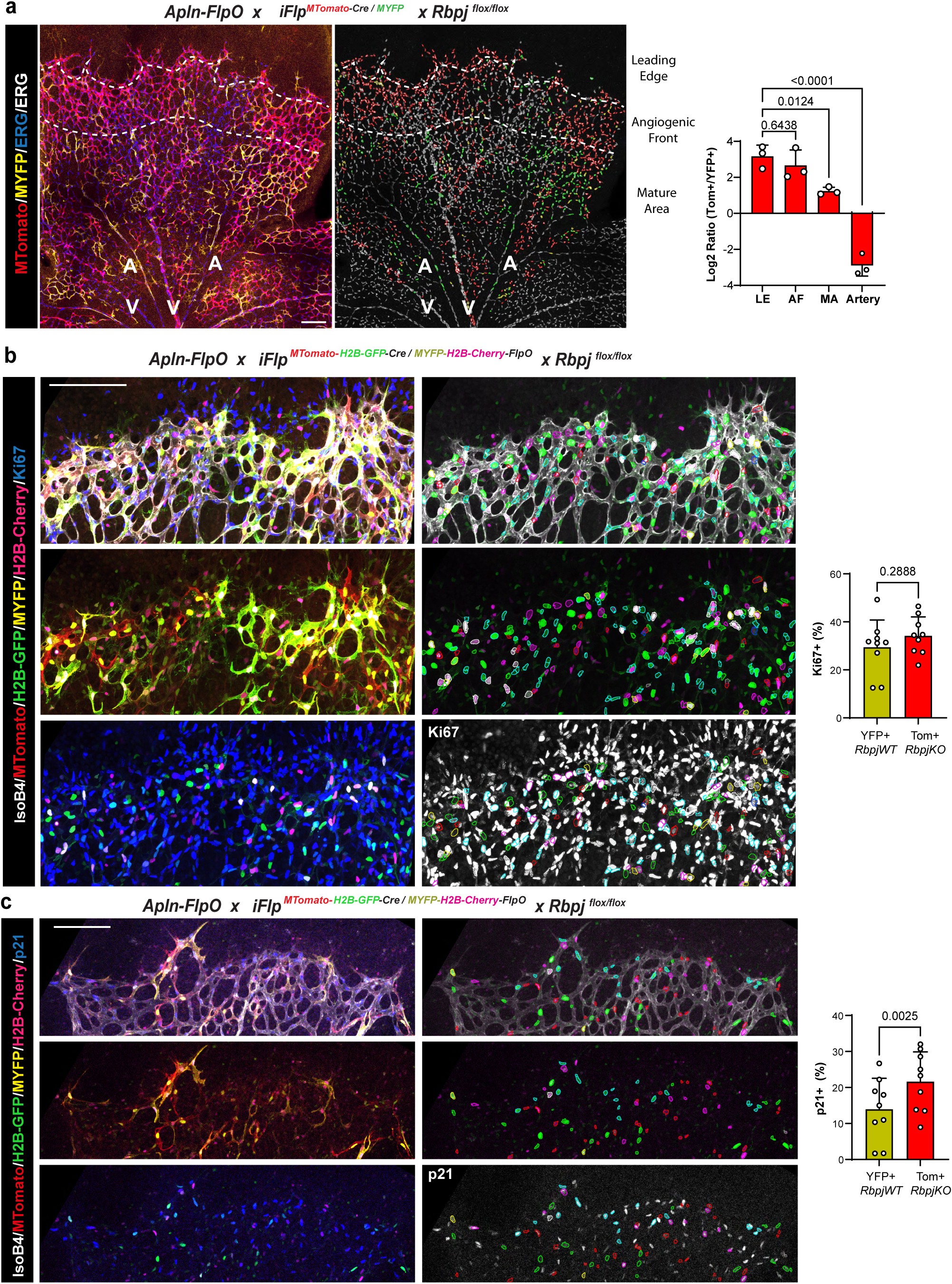 Extended Data Fig. 4: Validation of iFlpMosaics for ratiometric quantitative gene function analysis in cell migration and proliferation.