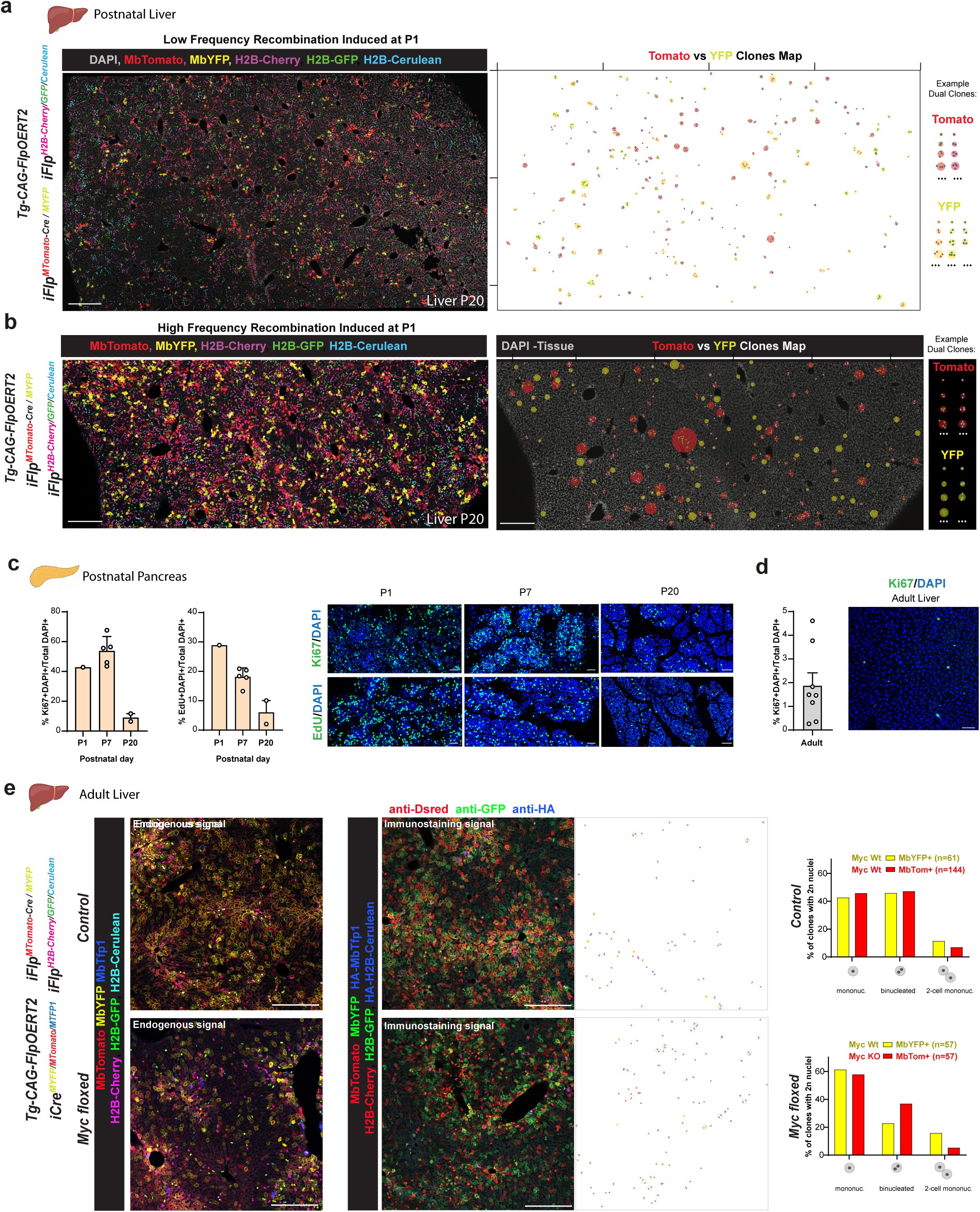 Extended Data Fig. 6: Mapping the clonal expansion of single mutant and wildtype cells with iFlpMosaics.