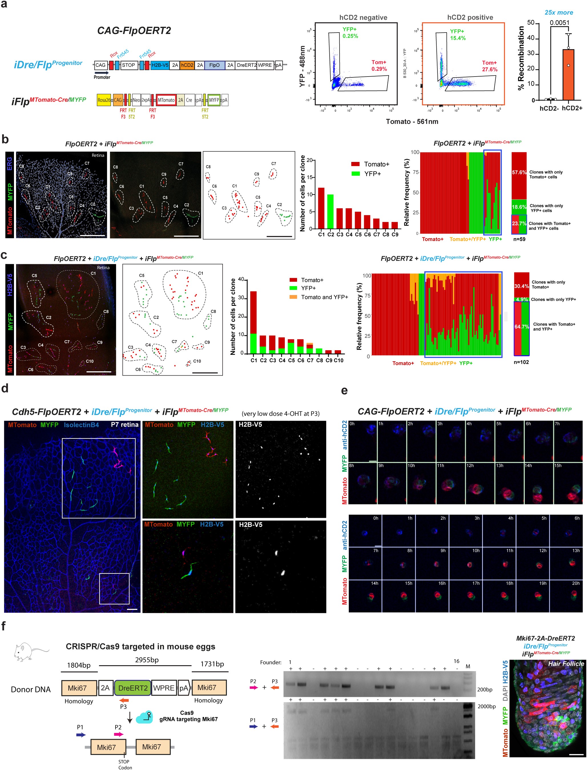 Extended Data Fig. 7: iDre/FlpProgenitor enables the effective induction of genetic mosaics from single progenitor cells.